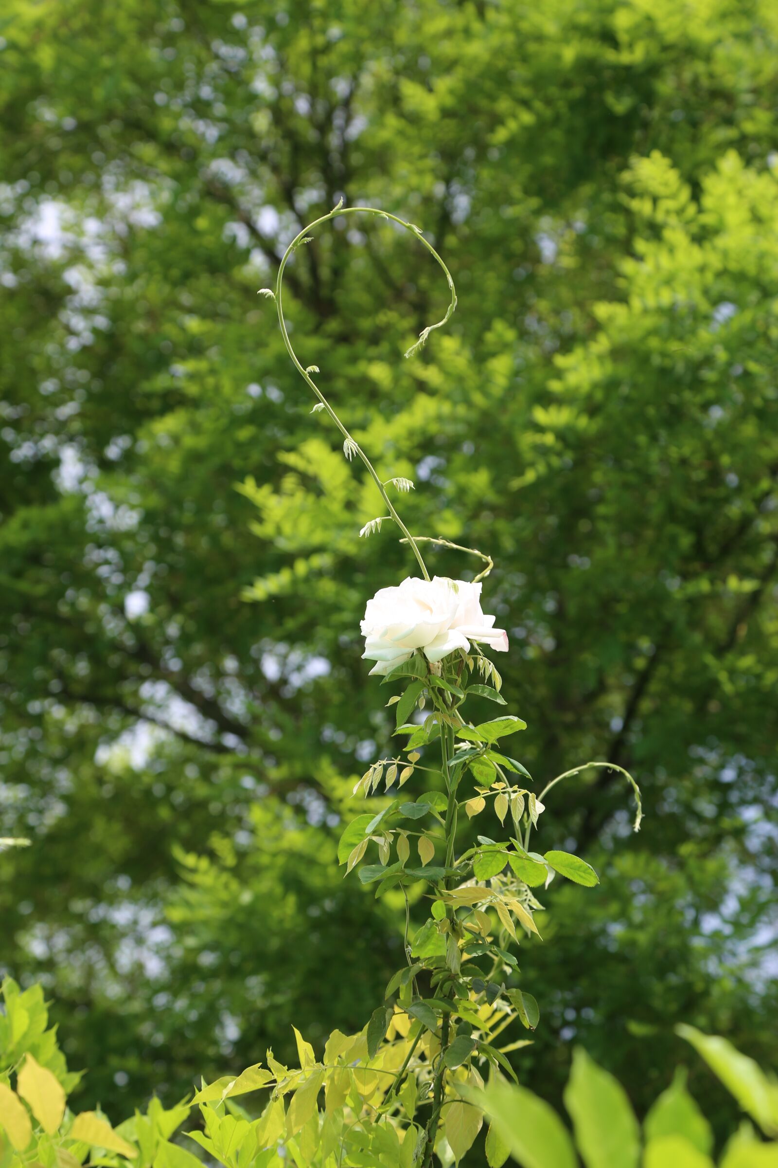 Canon EF 24-105mm F4L IS USM sample photo. Tree, rose, flower photography