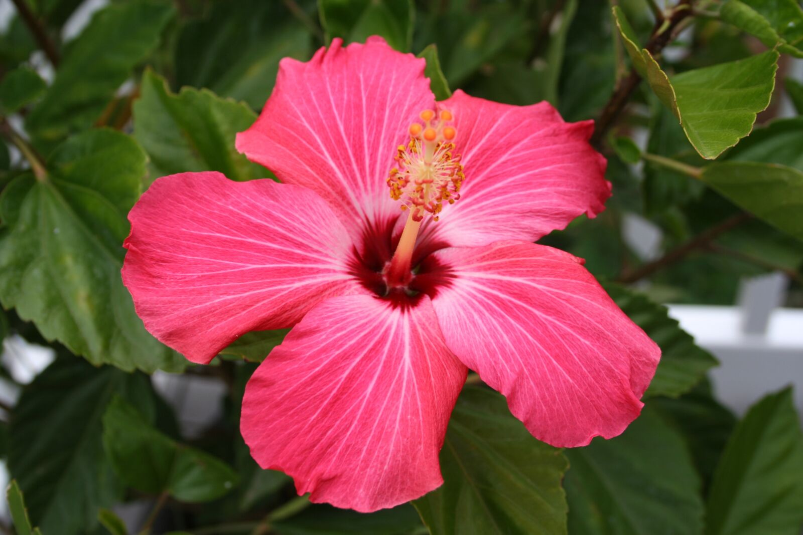 Canon EOS 350D (EOS Digital Rebel XT / EOS Kiss Digital N) sample photo. Plant, flower, hibiscus photography