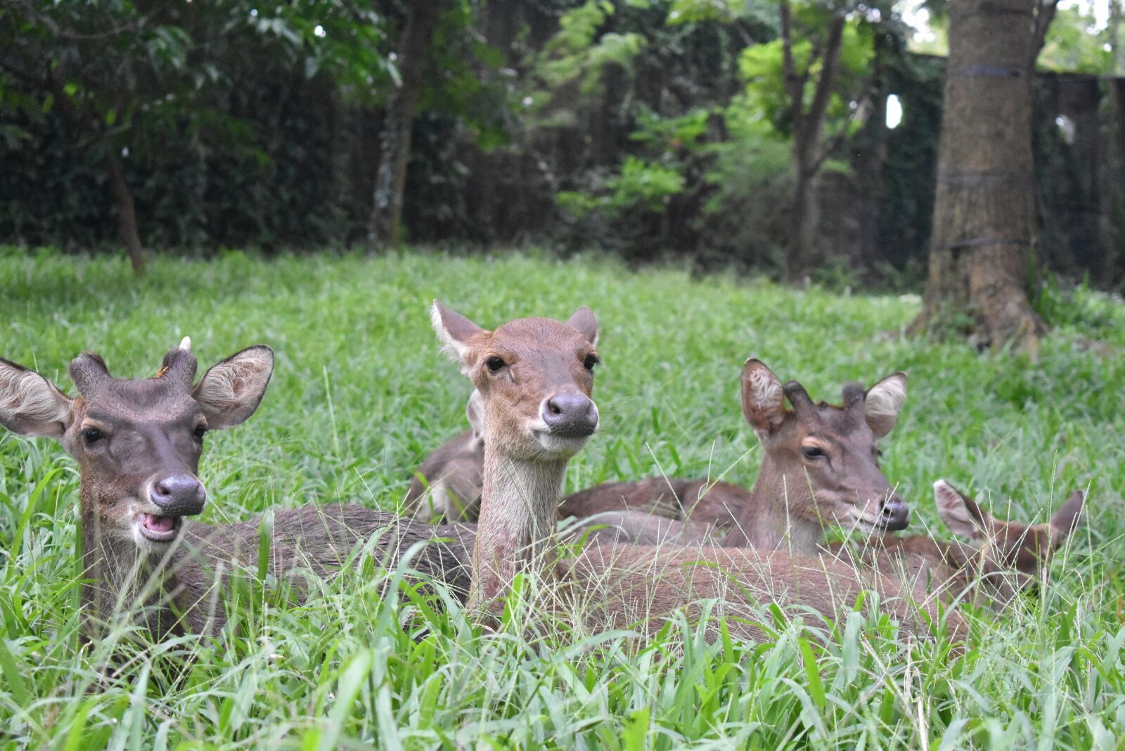 Nikon D3400 sample photo. Deer, animal, park photography