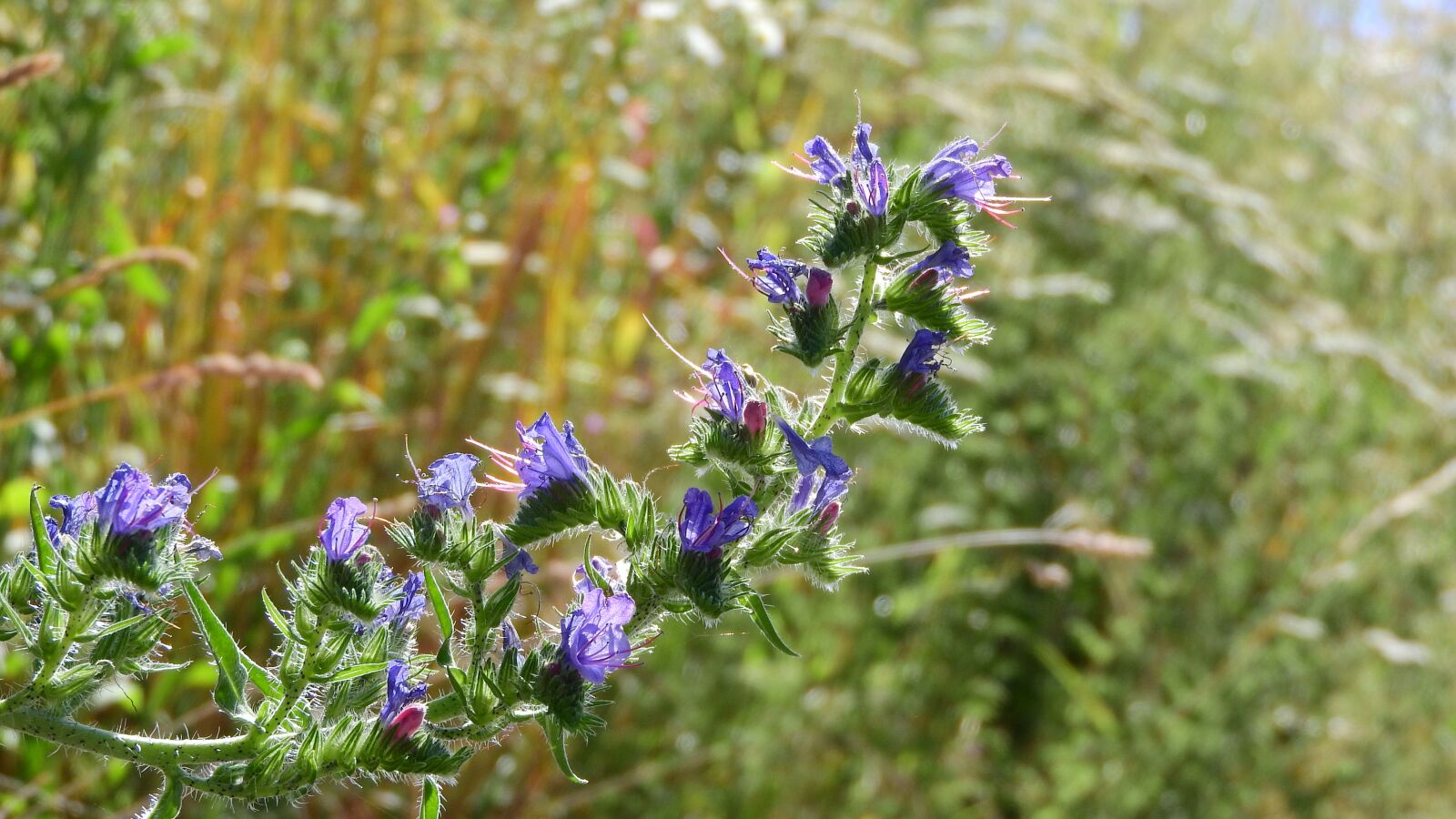 Nikon Coolpix P610 sample photo. Hadinec, echium, purple flowers photography