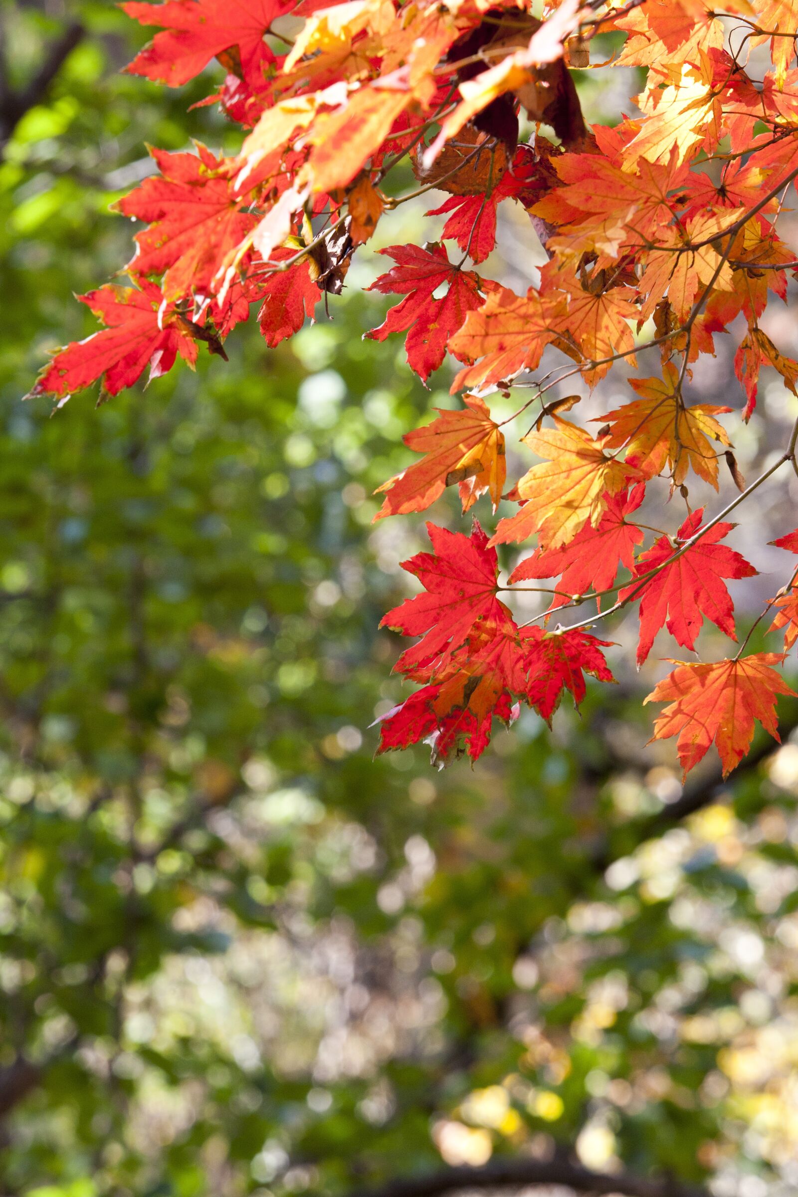 Canon EOS 5D sample photo. Autumn leaves, leaves, autumn photography