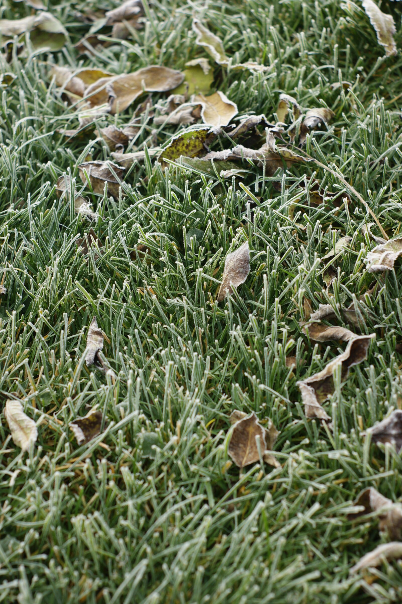 Sony Alpha DSLR-A290 sample photo. Frost, cold, freeze photography