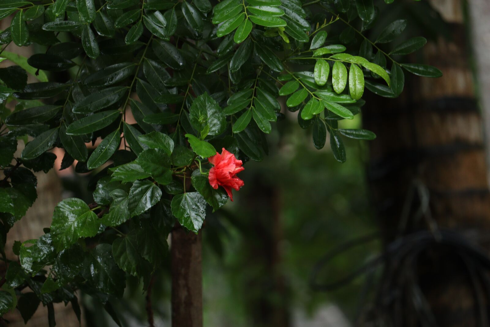 Canon EOS 250D (EOS Rebel SL3 / EOS Kiss X10 / EOS 200D II) sample photo. Flower, nature, red photography