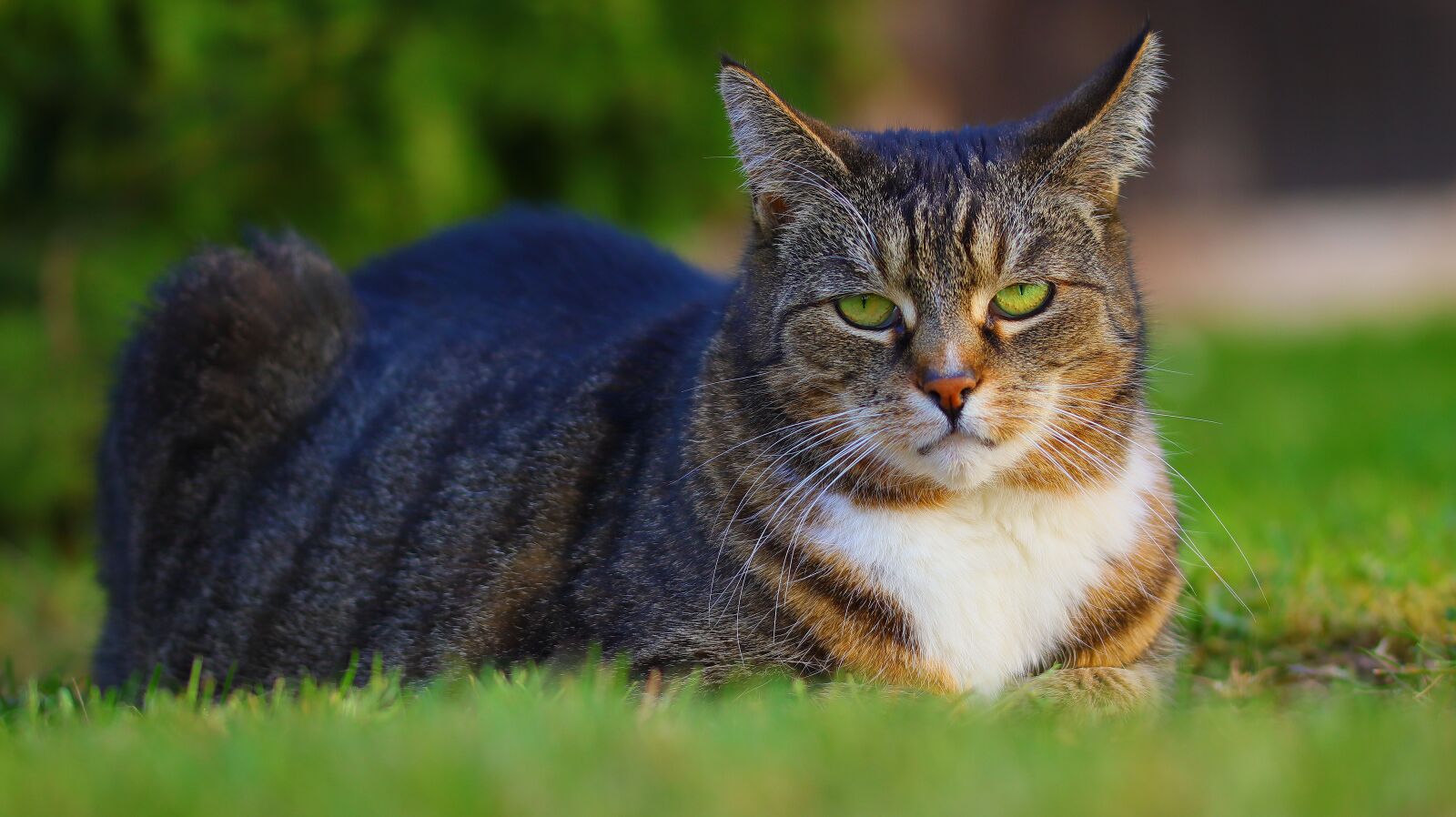Canon EOS M50 (EOS Kiss M) sample photo. Cat, pet, fur photography