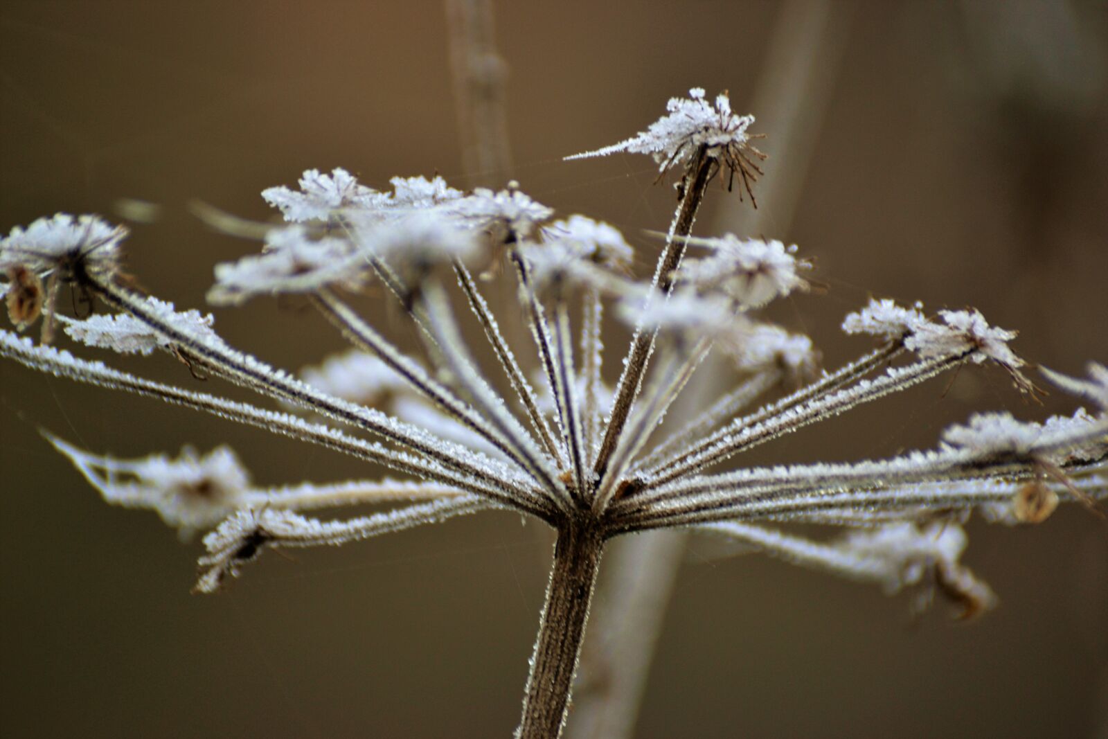 Nikon D3100 sample photo. Frost, icy, plant, winter photography