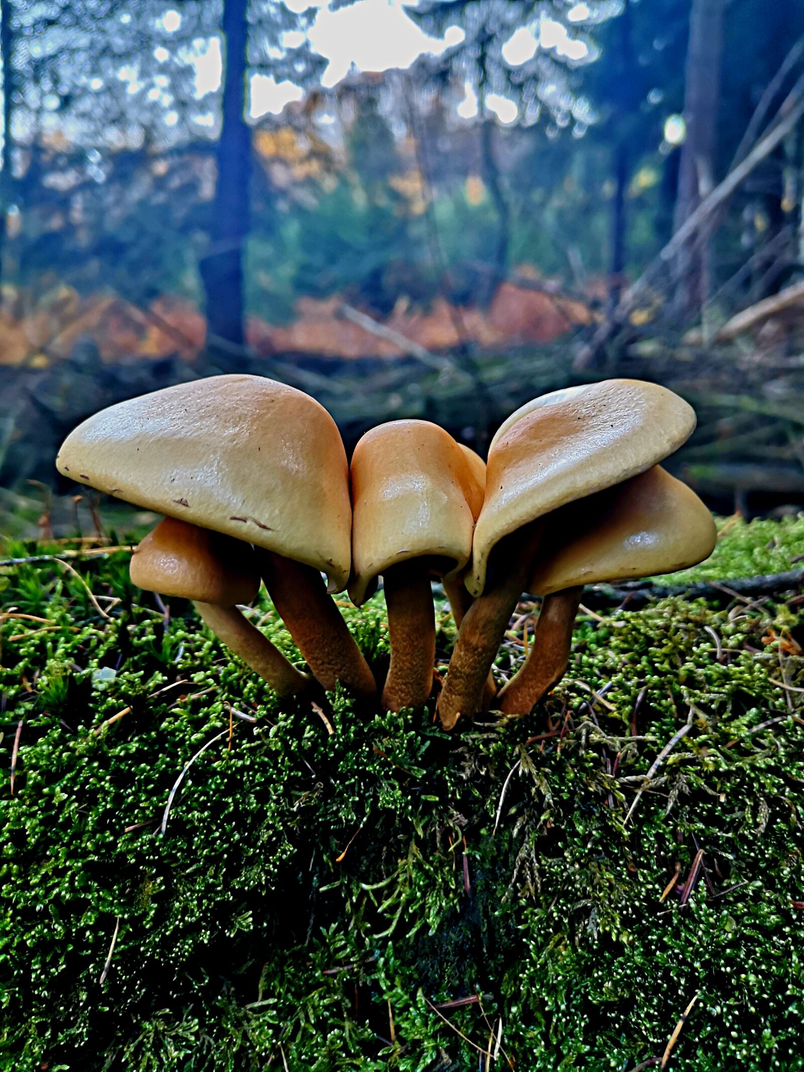 HUAWEI P20 sample photo. Wood, mushrooms, forest photography