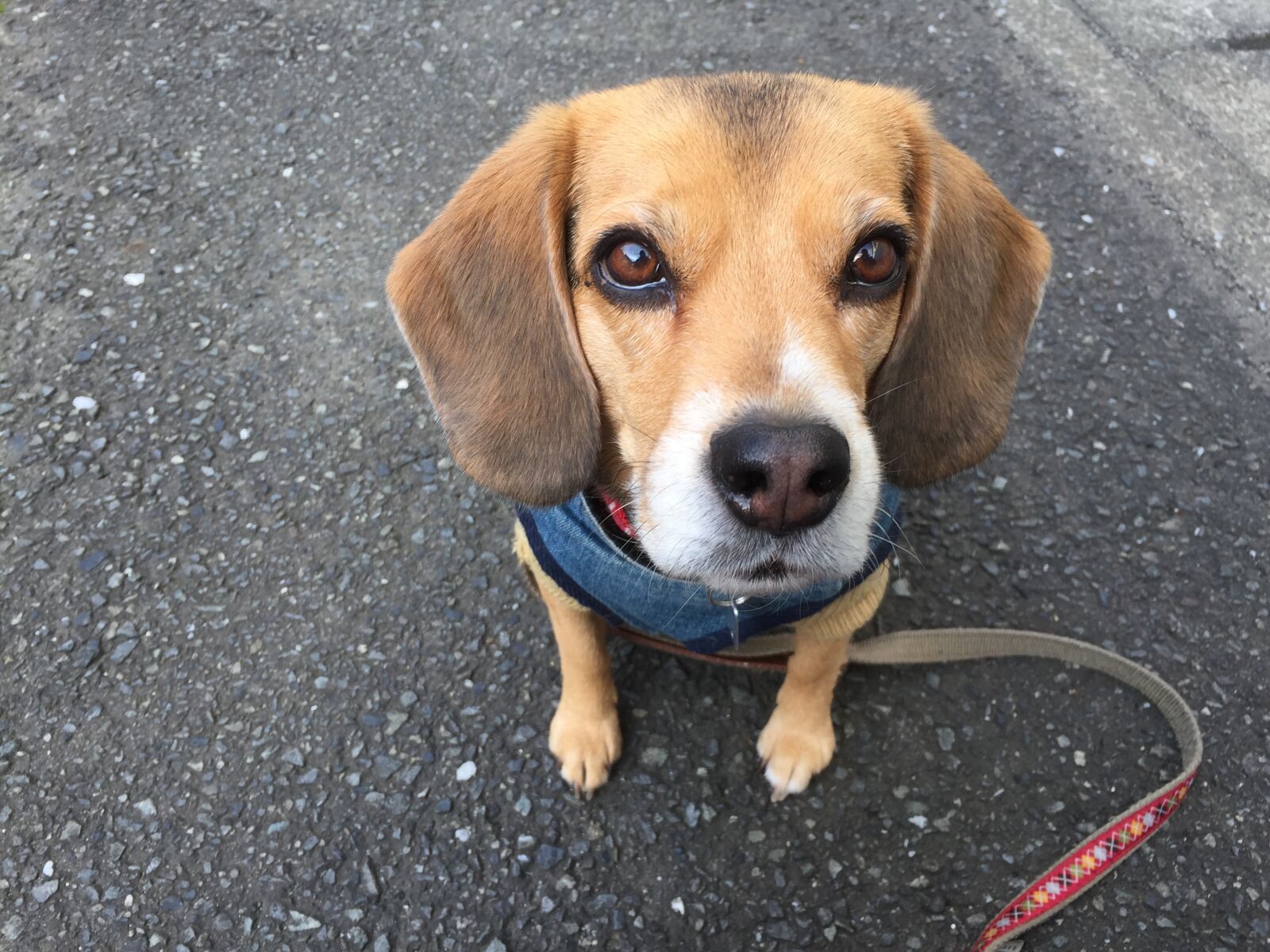 Apple iPhone 6 sample photo. Dog, pet, animal photography