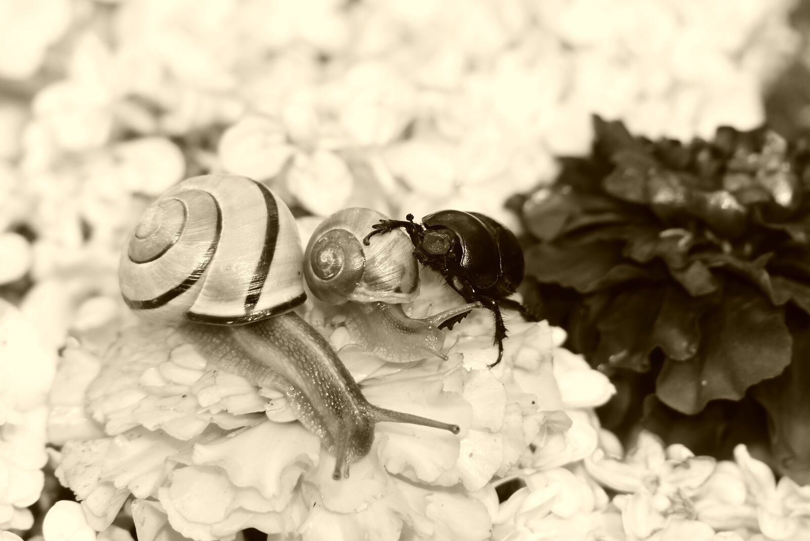 Panasonic Lumix DMC-FZ200 sample photo. Forest beetle, the beetle photography