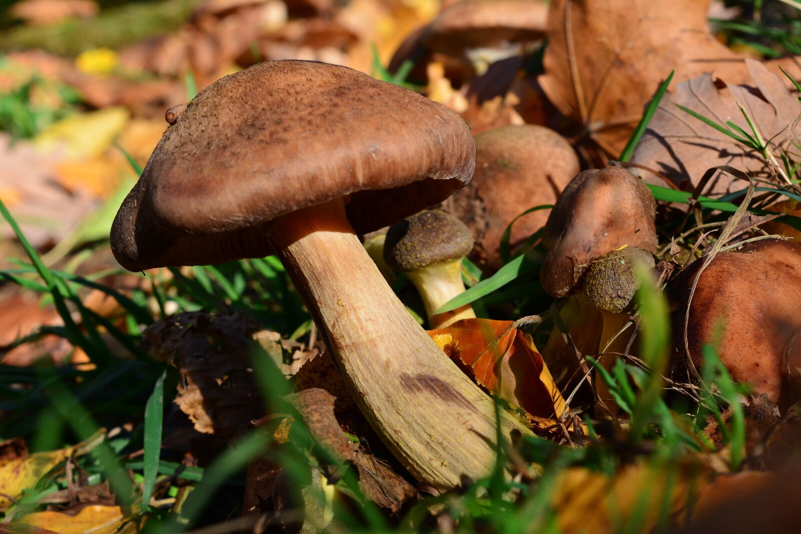 Nikon D5200 sample photo. Autumn, mushroom, forest floor photography