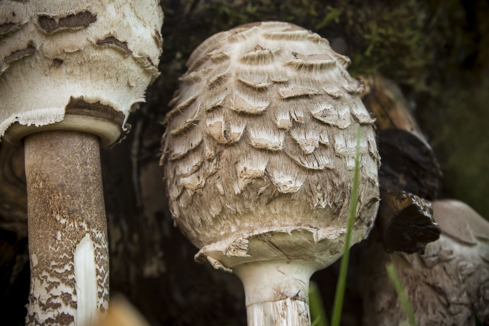 Canon EOS 1300D (EOS Rebel T6 / EOS Kiss X80) sample photo. Mushrooms, boletes, autumn photography