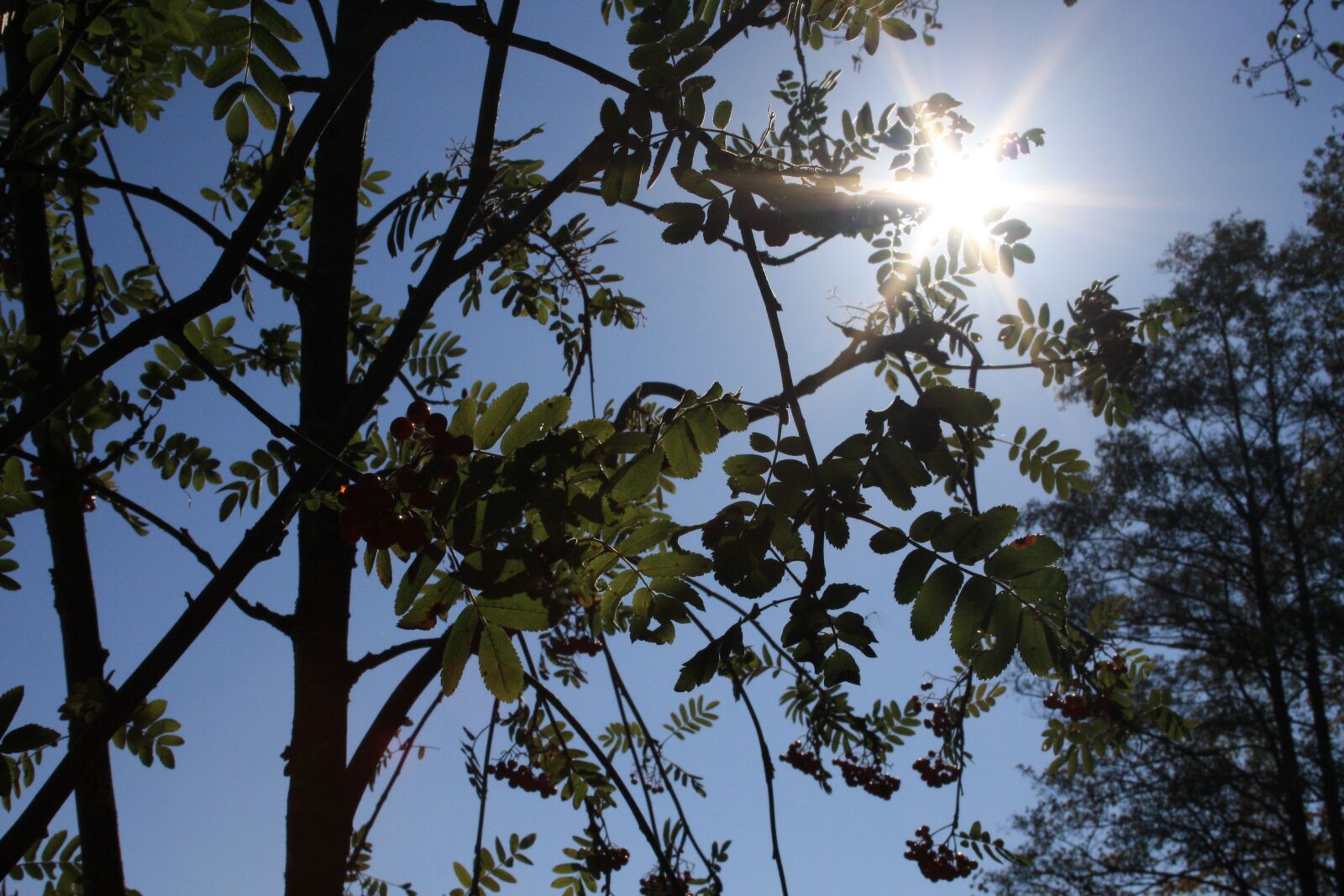Canon EOS 1000D (EOS Digital Rebel XS / EOS Kiss F) sample photo. Sky, blue, autumn photography