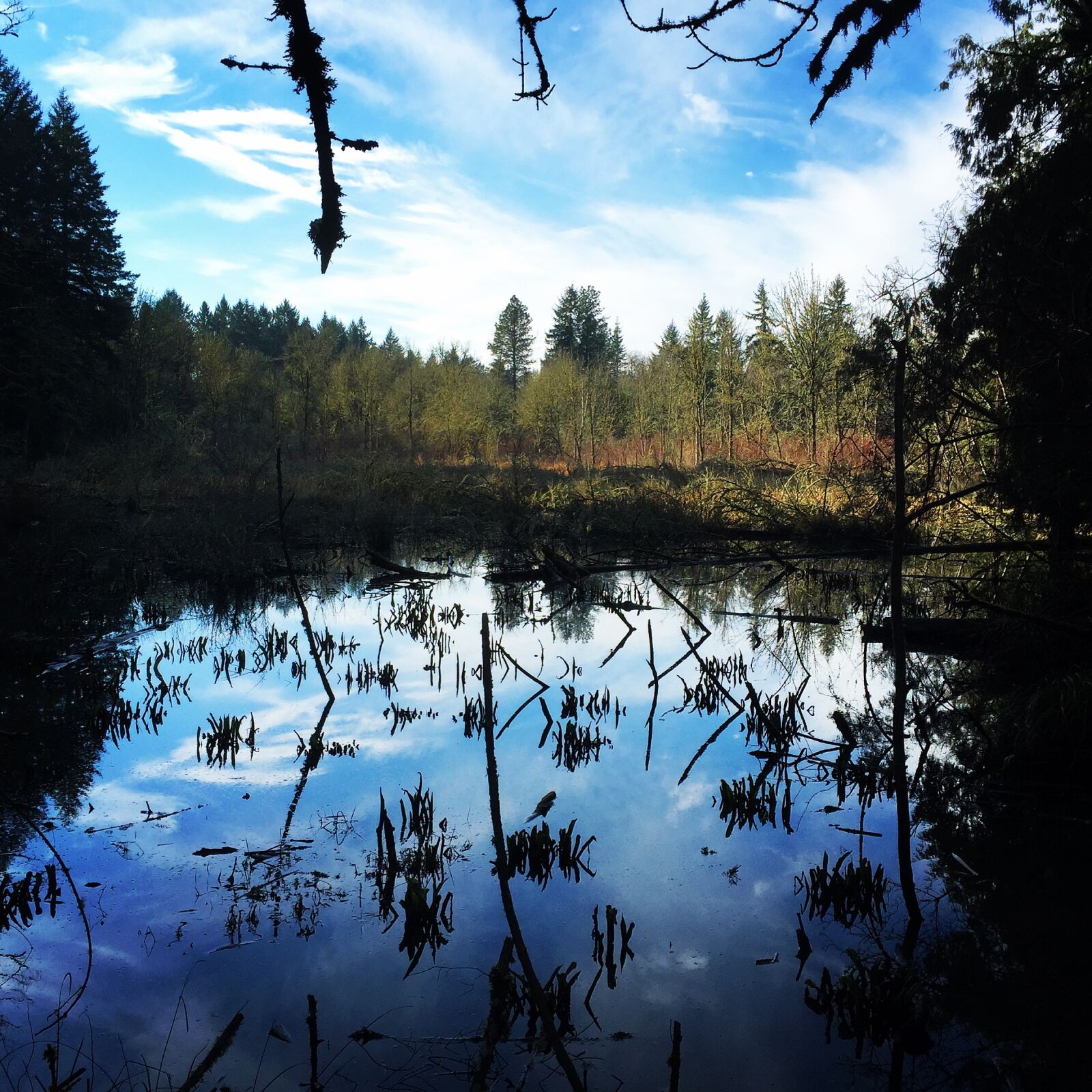 iPhone 6 Plus back camera 4.15mm f/2.2 sample photo. Photo365, photoaday, portland photography