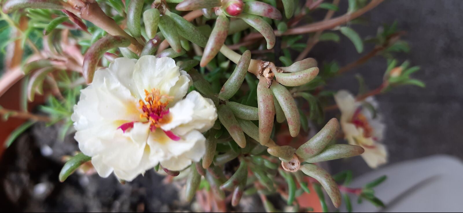 Samsung SM-M215F sample photo. White beauty, flower, spring photography
