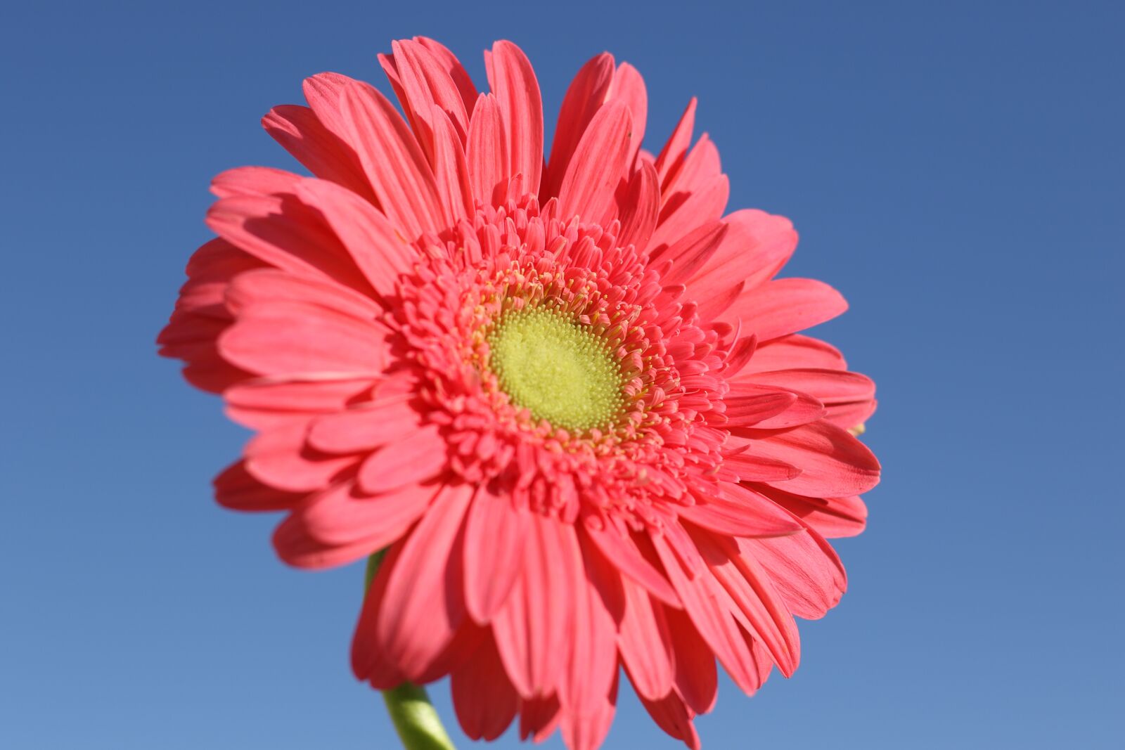 Canon EF 50mm F1.8 STM sample photo. Flower, gerbera, pink photography