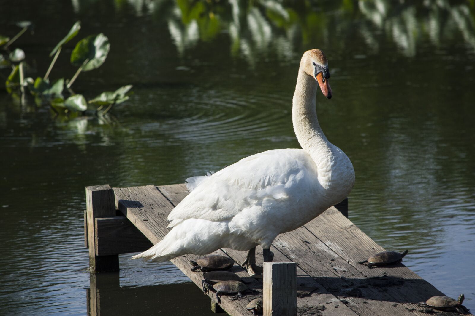 Nikon D7200 sample photo. Heinz wildlife refuge, park photography