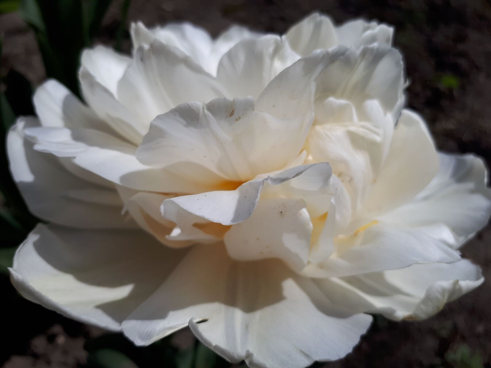 Samsung Galaxy A5(2017) sample photo. Flowers, rose, white rose photography
