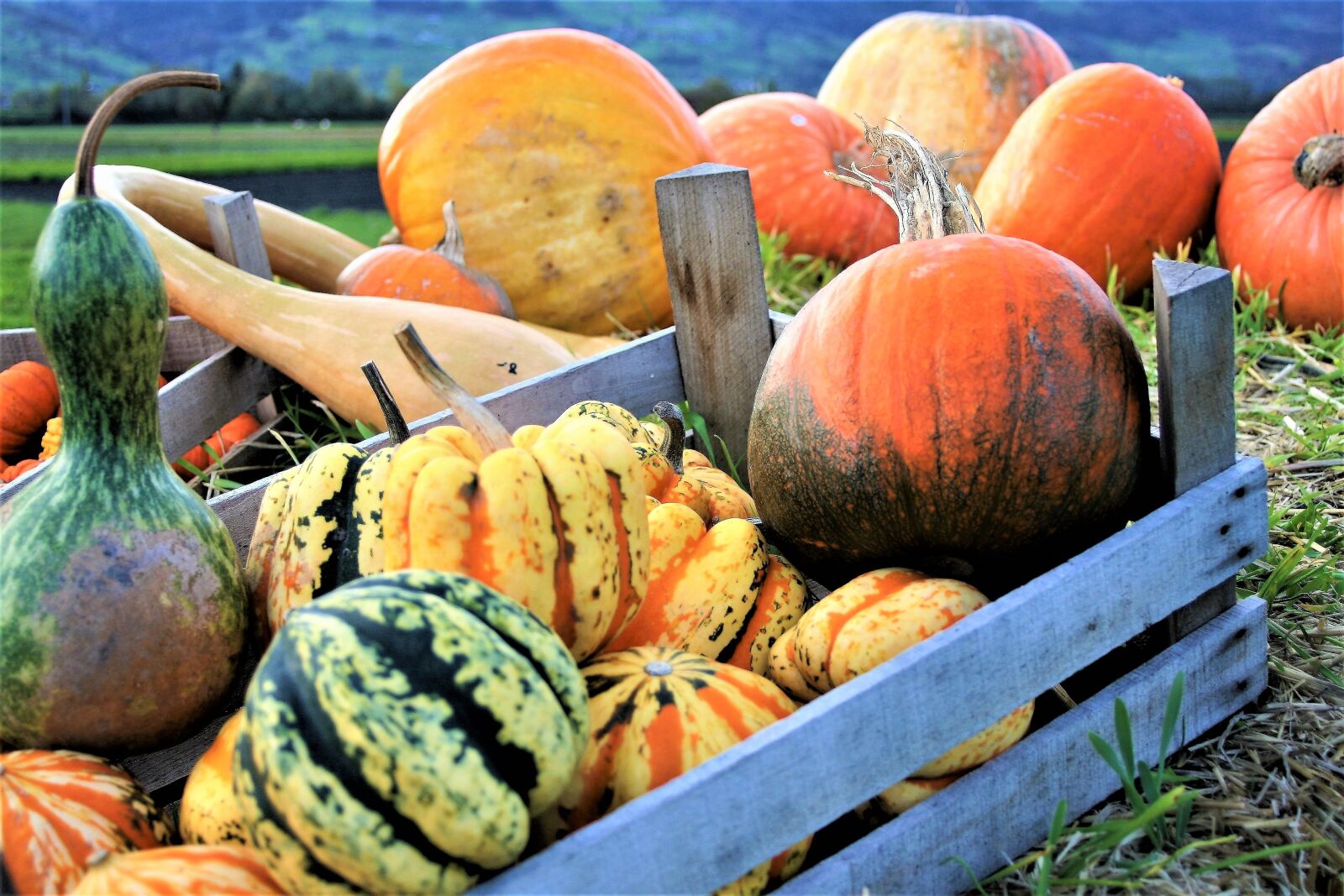 Canon EOS 400D (EOS Digital Rebel XTi / EOS Kiss Digital X) sample photo. Ornamental pumpkins, vegetables, autumn photography