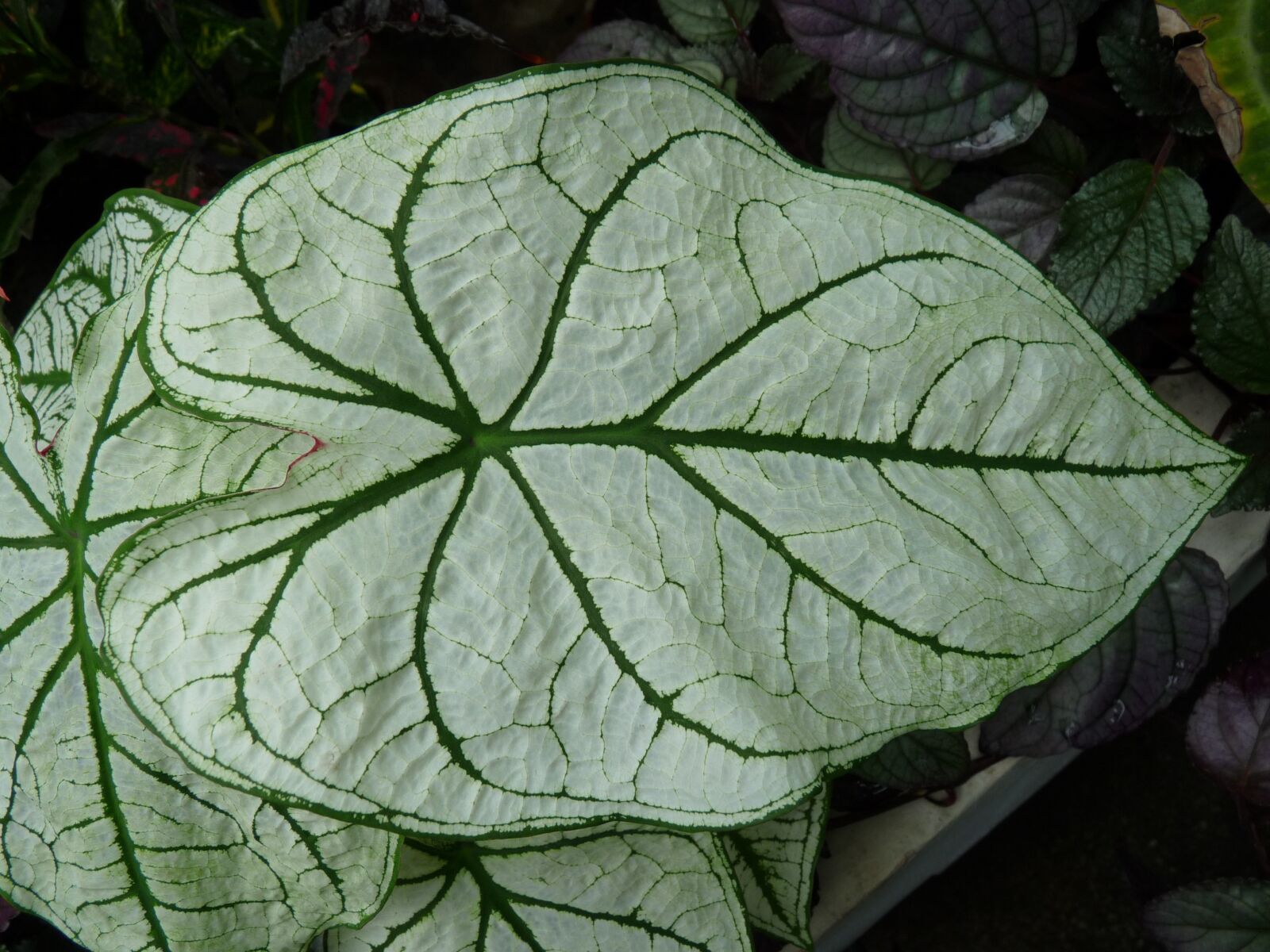 Panasonic Lumix DMC-FZ28 sample photo. Leaf, green, plant photography