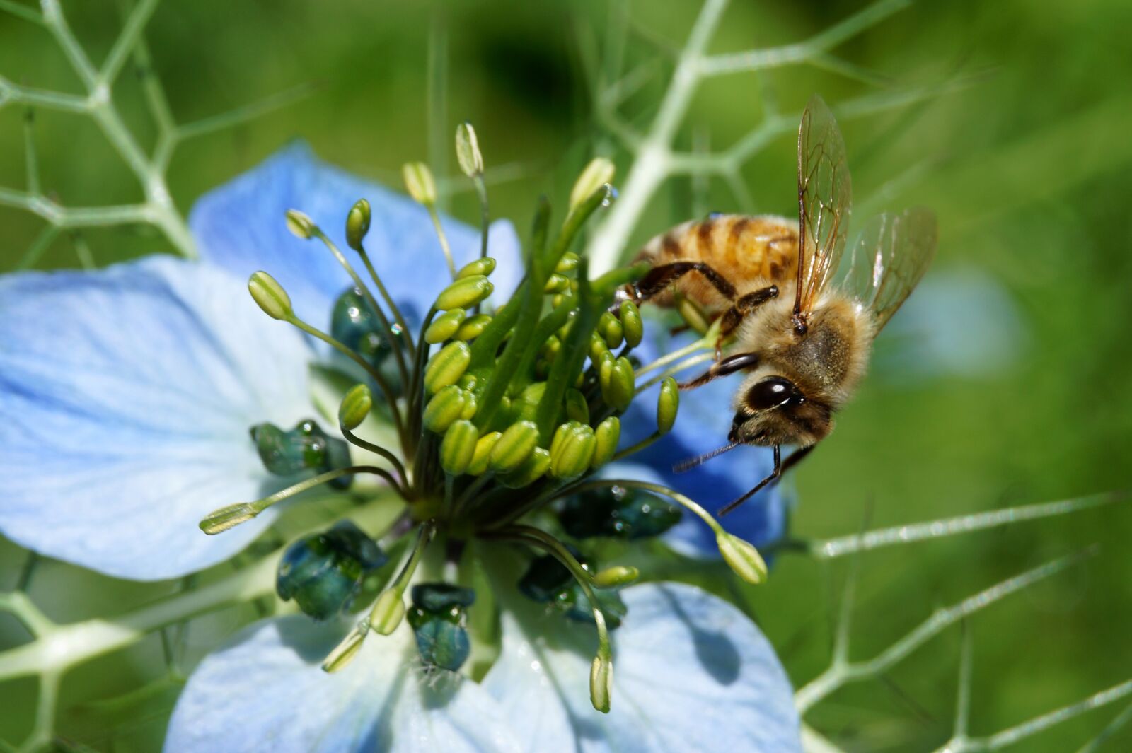 Sony SLT-A58 sample photo. Bee, summer, insect photography