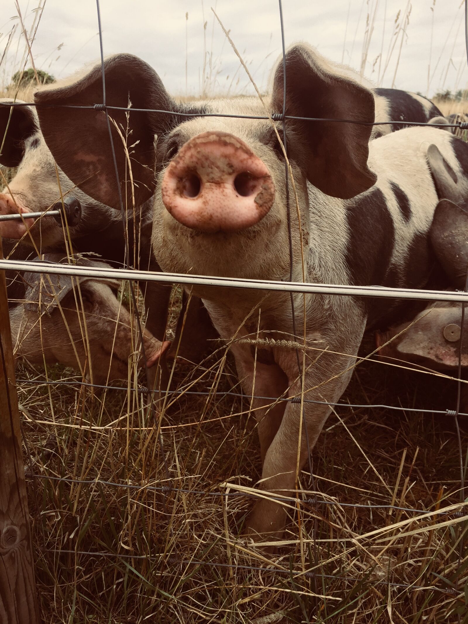 Apple iPhone 6 sample photo. Pig, charm, sweet photography