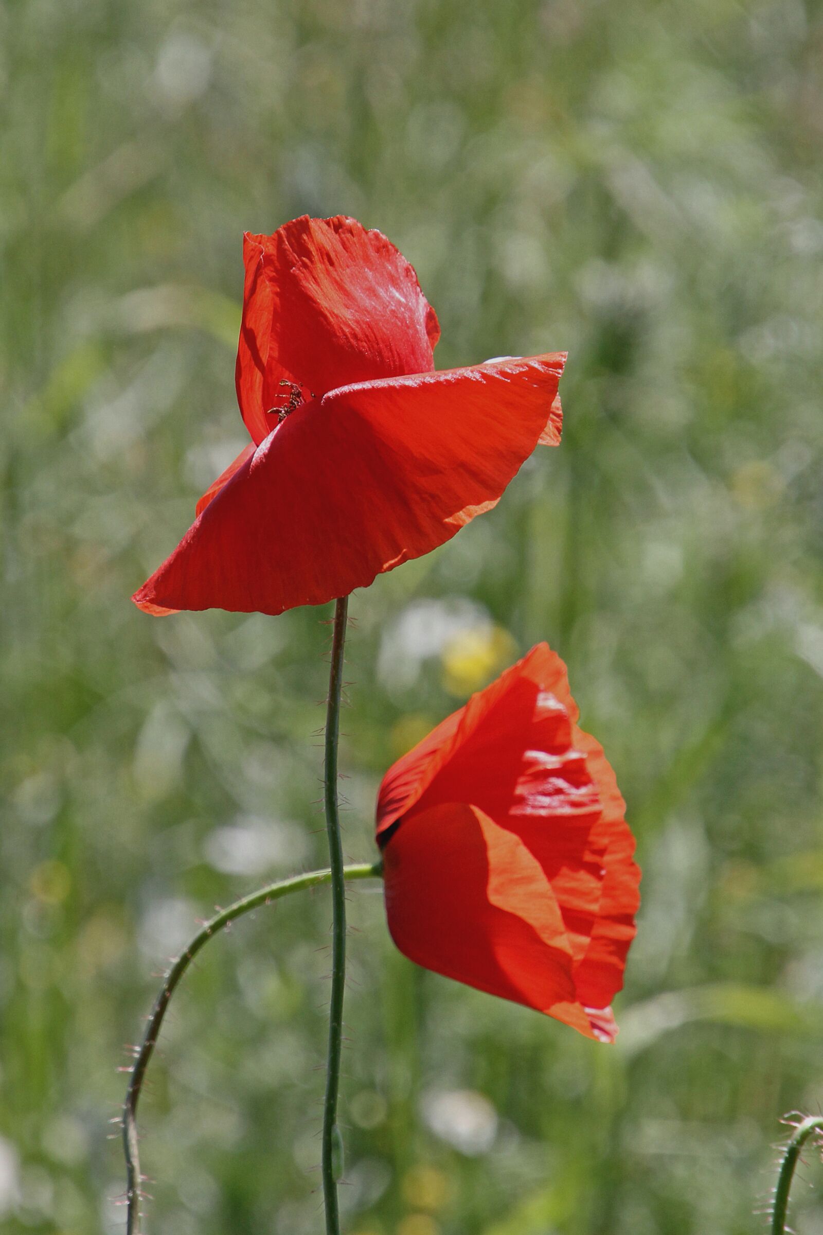 Canon EOS 60D + Tamron 16-300mm F3.5-6.3 Di II VC PZD Macro sample photo. Poppy, field of poppies photography