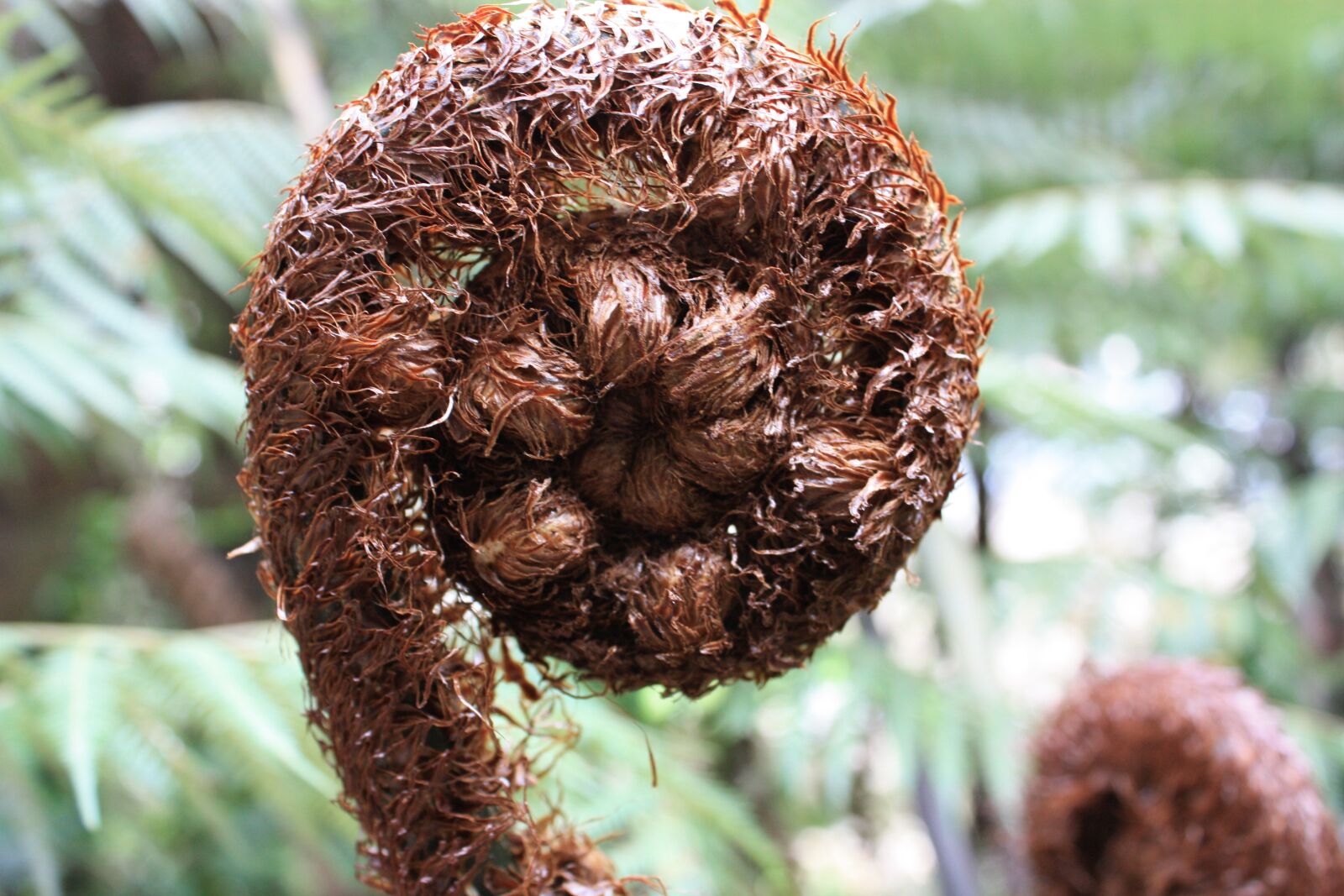 Canon EOS 450D (EOS Rebel XSi / EOS Kiss X2) sample photo. Koru, native, tree fern photography