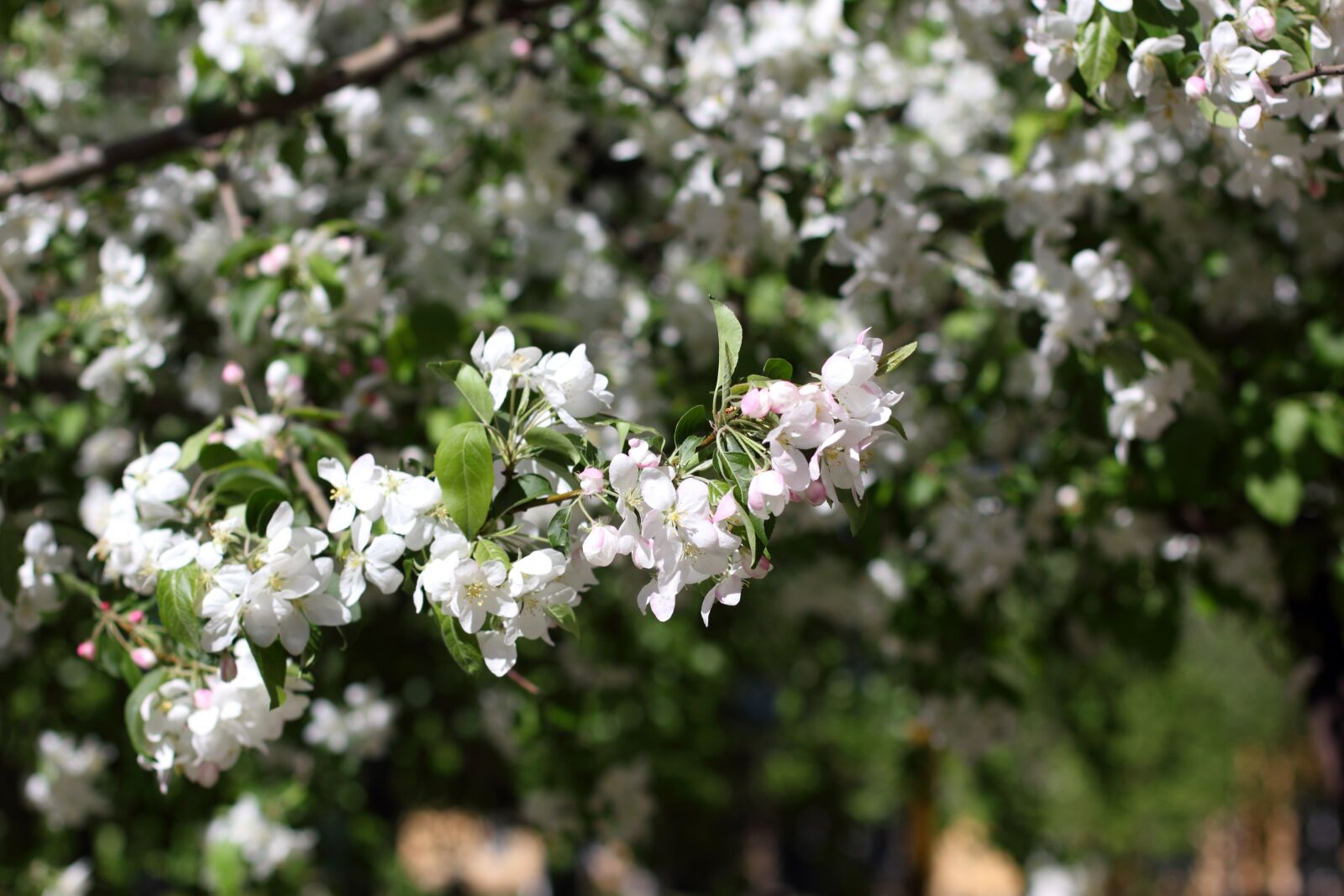 Canon EOS 550D (EOS Rebel T2i / EOS Kiss X4) sample photo. Tree, plants, nature photography