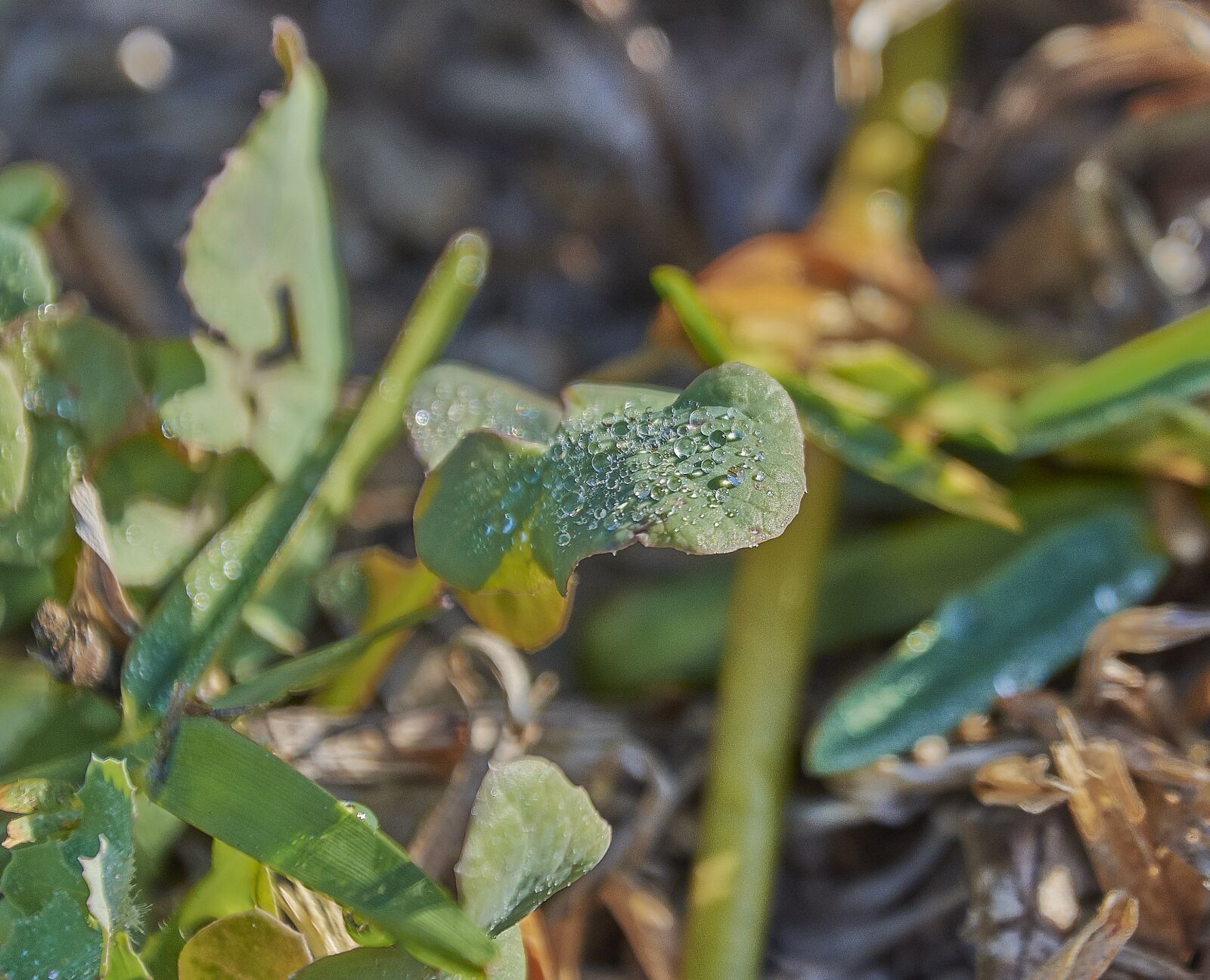 Nikon D7200 sample photo. Leaves, drops of water photography