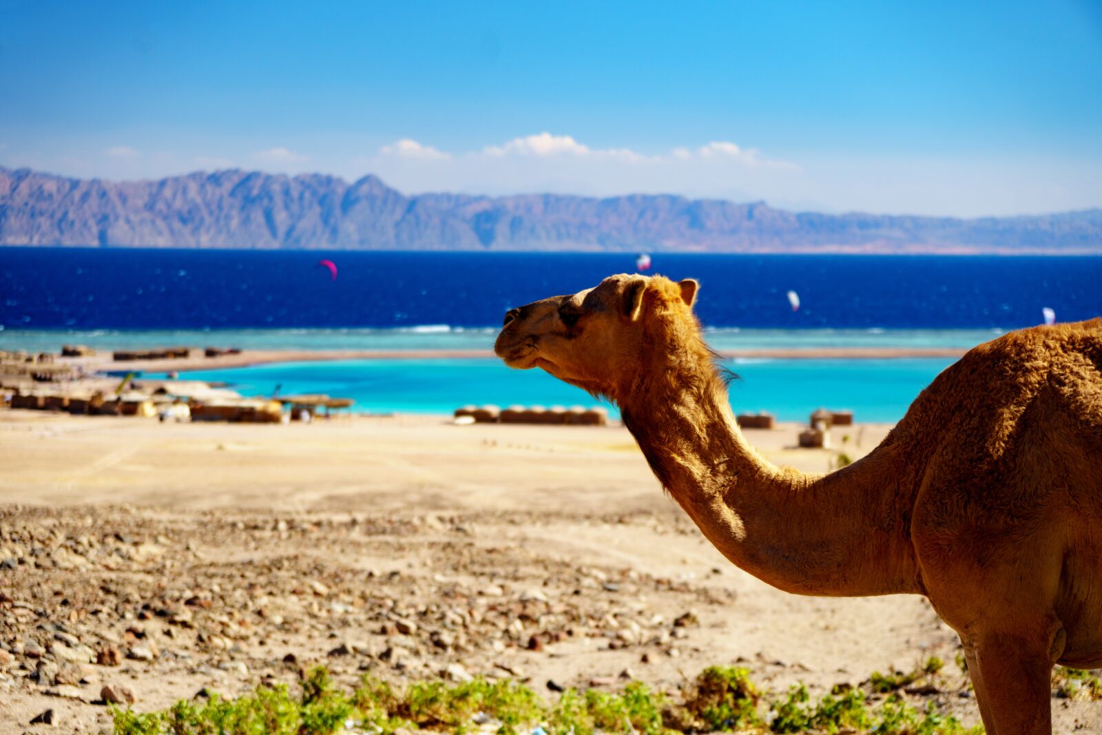 Sony a6500 + Sony Vario-Tessar T* E 16-70mm F4 ZA OSS sample photo. Travel, camel, sand photography