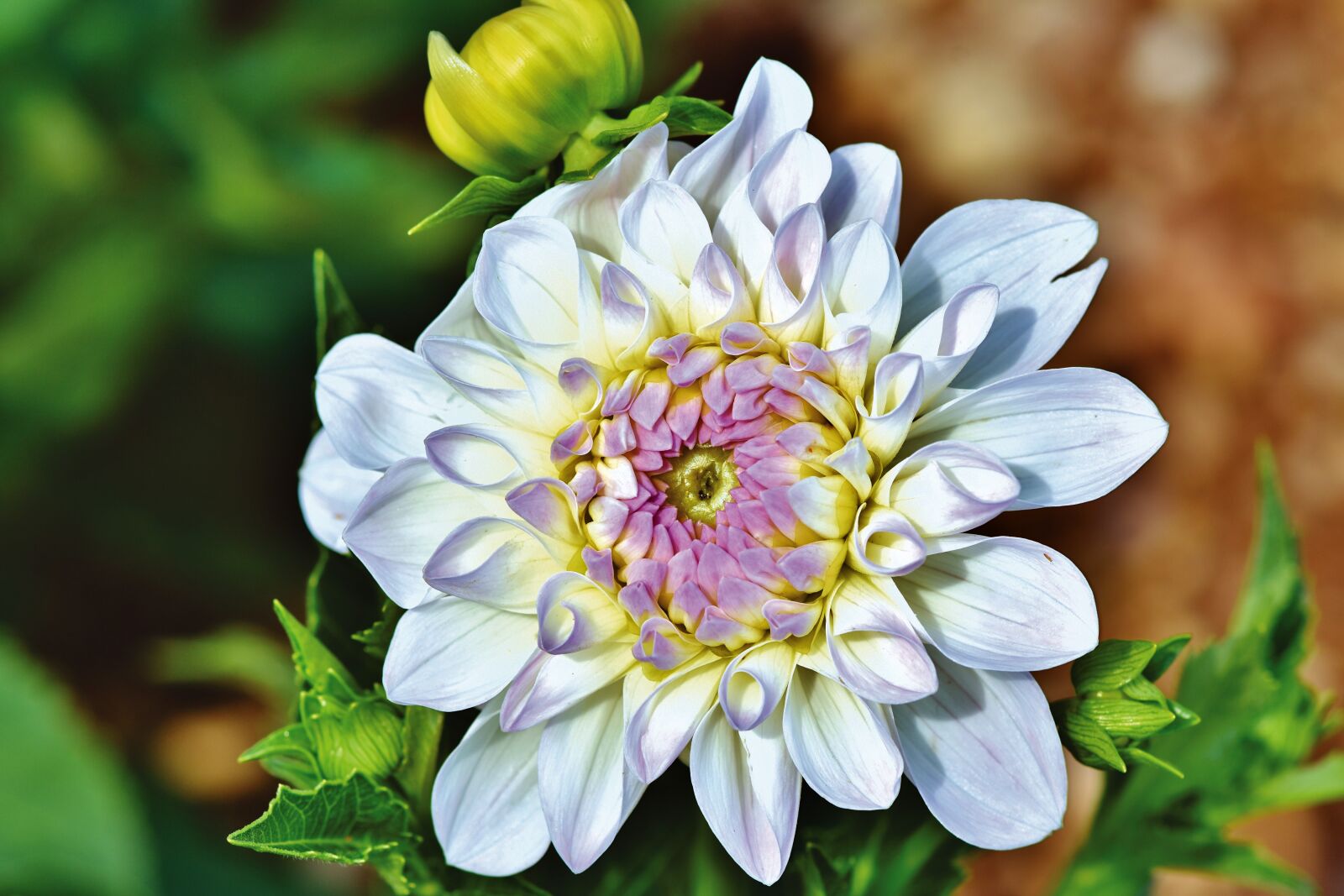 Nikon D7200 sample photo. Dahlia, dahlias bud, flower photography