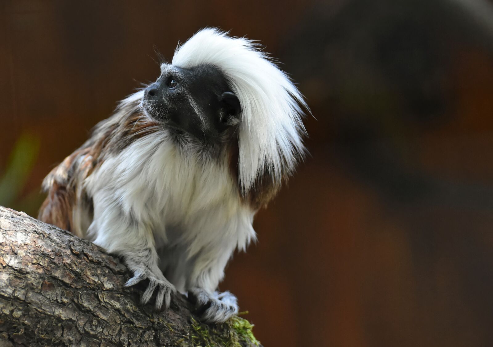 Nikon D7200 sample photo. Monkey, animal, animal photography photography