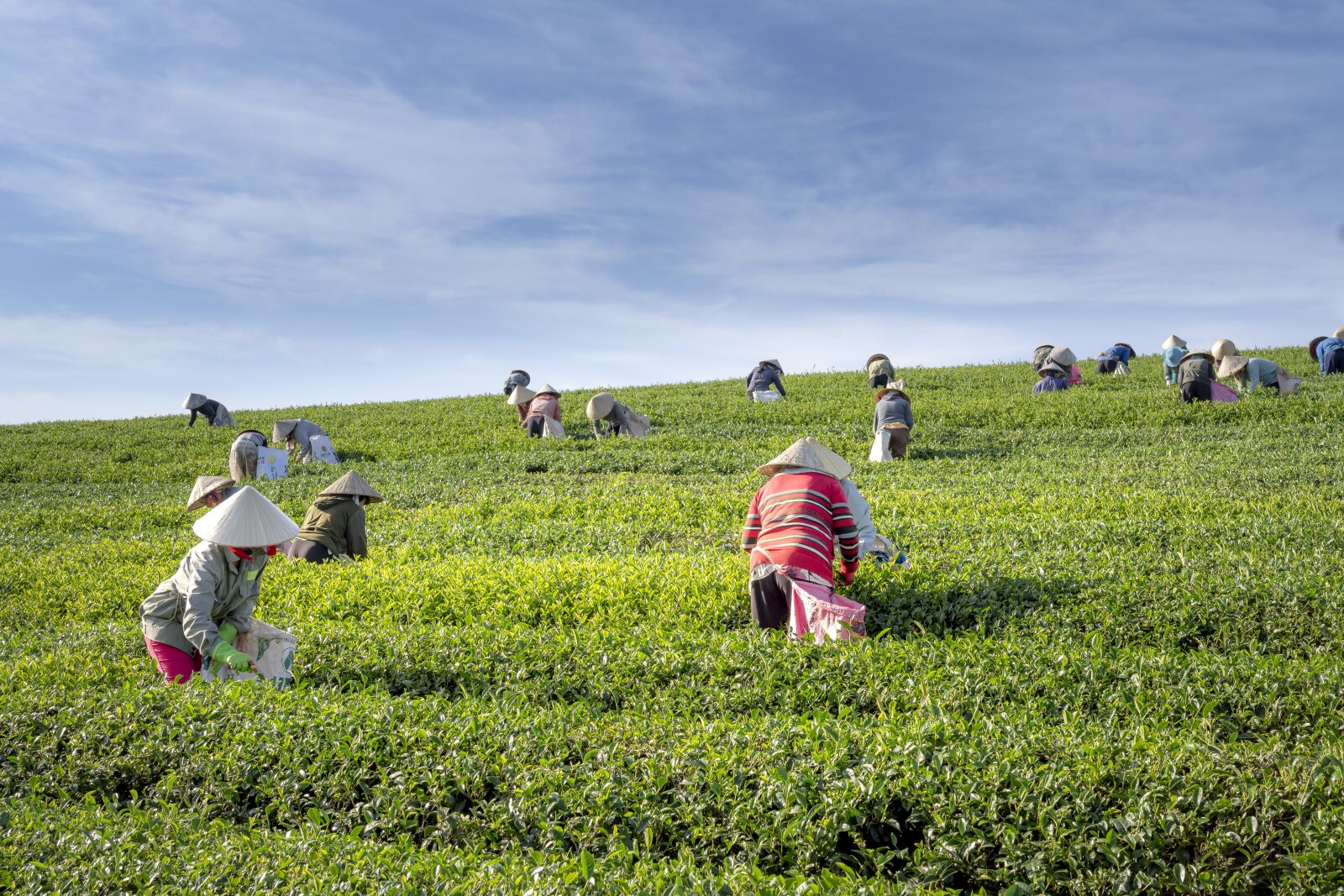 Sony FE 24-70mm F2.8 GM sample photo. Tea, the farm, vietnam photography