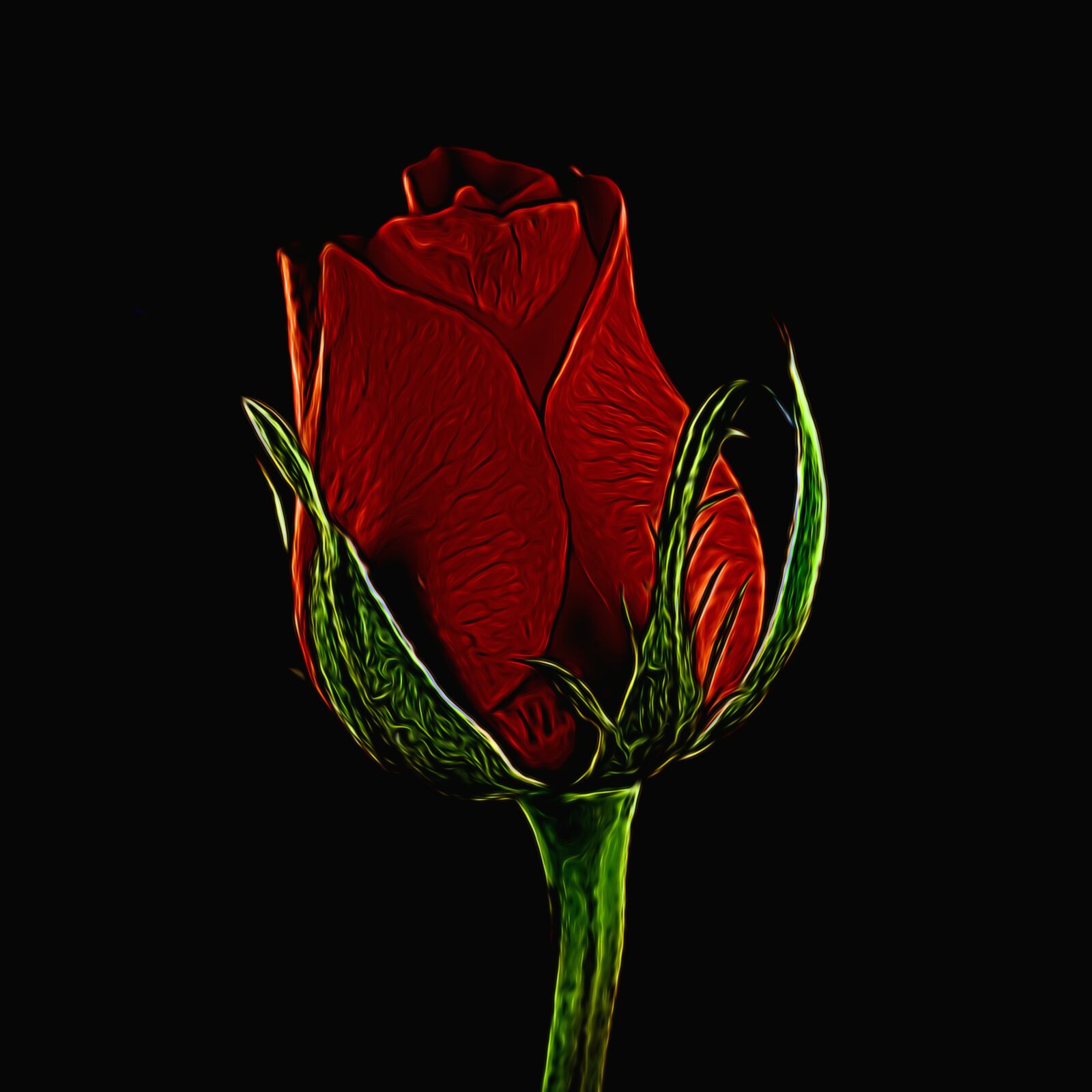 Nikon D5500 sample photo. Rose, bloom, love photography