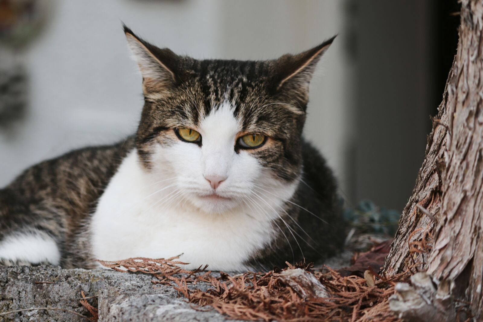 Canon EF-S 55-250mm F4-5.6 IS II sample photo. Cat, domestic cat, pet photography