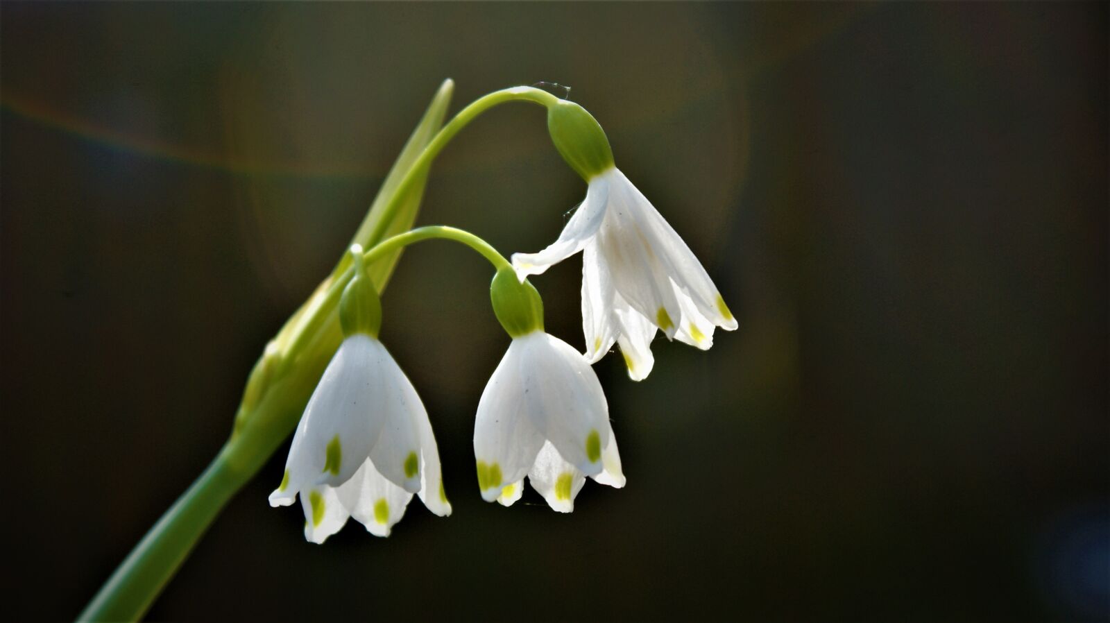 Sony Alpha DSLR-A350 sample photo. Lily, bells flower, spring photography