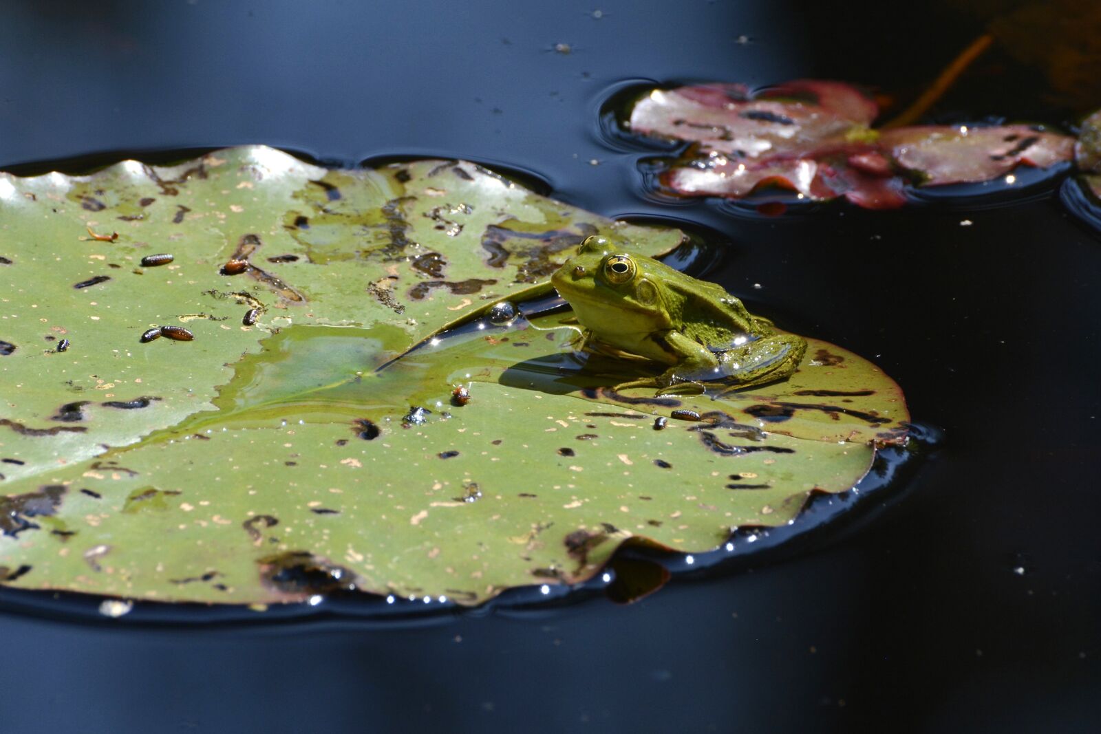 Nikon D7100 sample photo. Frog, pond, water photography