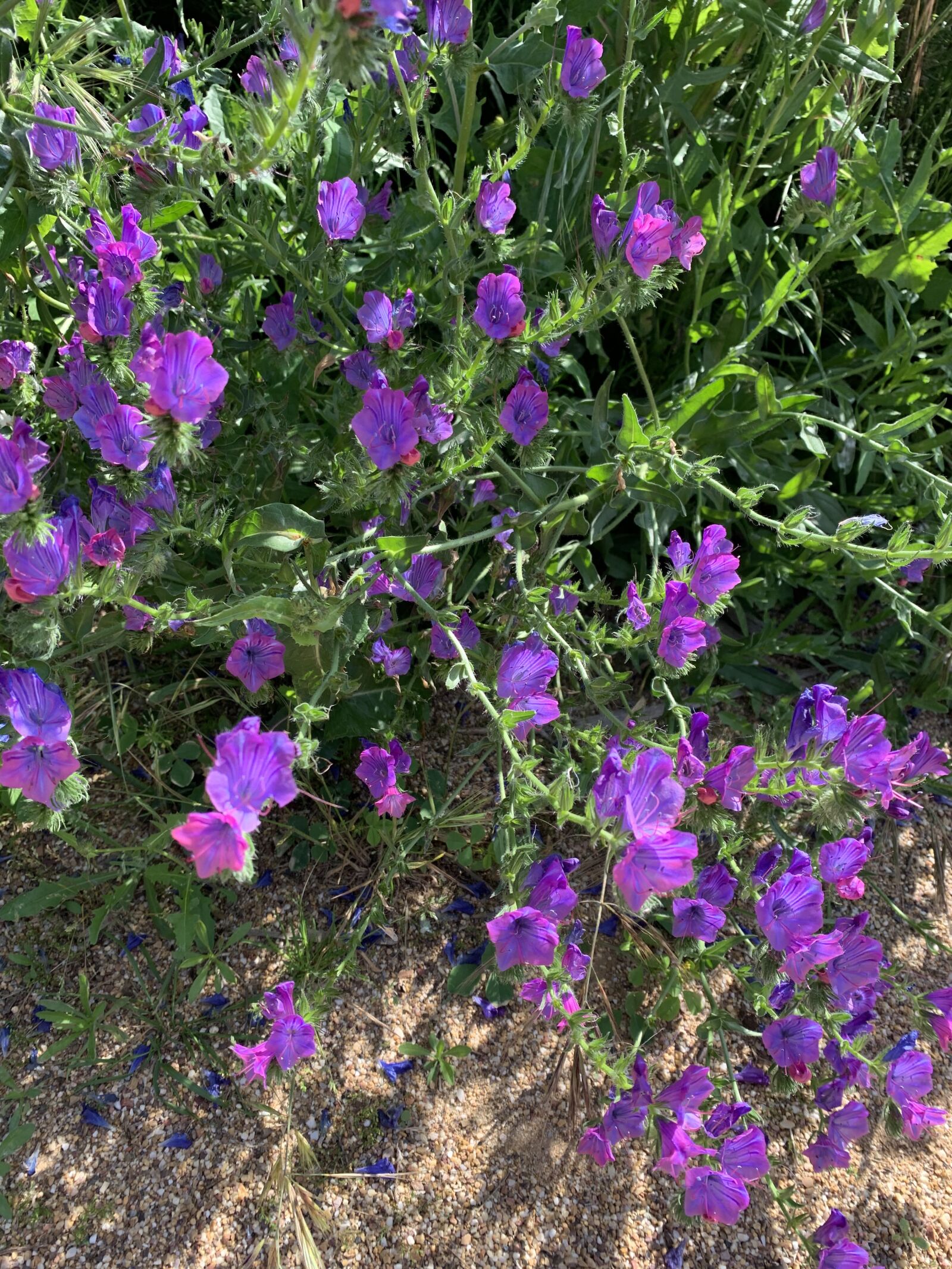 Apple iPhone XR sample photo. Spring flowers, alcazaba, badajoz photography