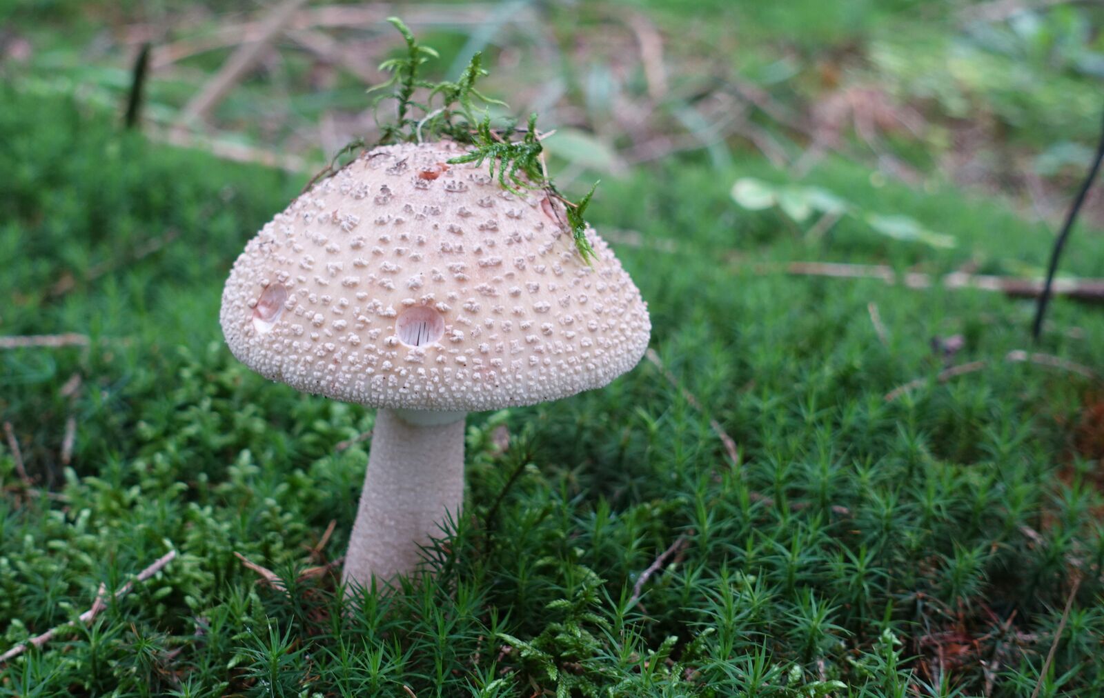 Sony Cyber-shot DSC-RX100 IV sample photo. Mushroom, forest floor, forest photography