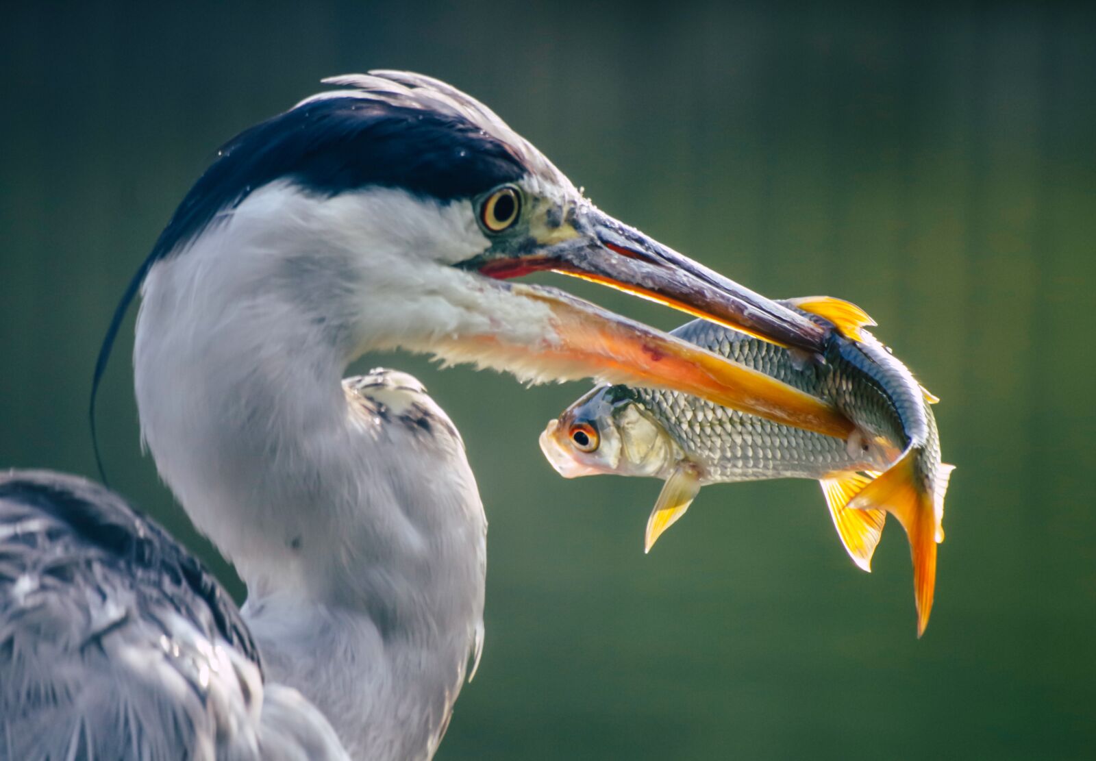Pentax K-30 sample photo. Heron, fish, prey photography
