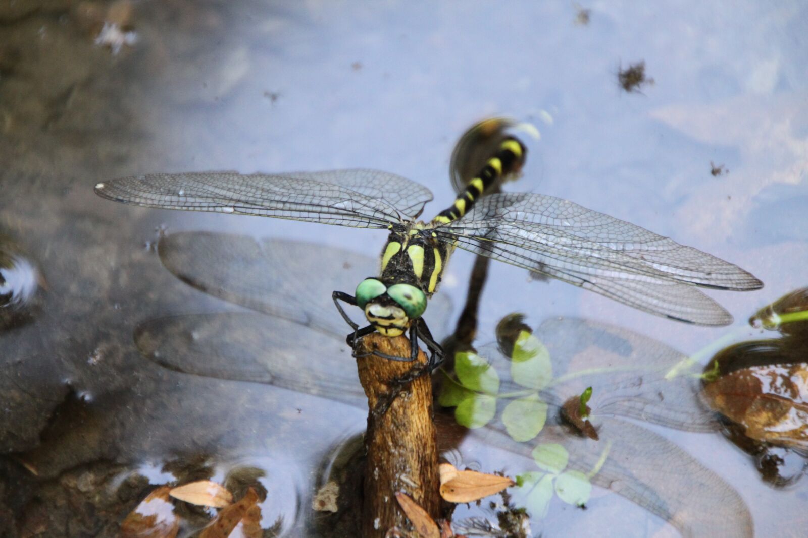 Canon EOS 500D (EOS Rebel T1i / EOS Kiss X3) sample photo. Dragonfly, insect, pond photography