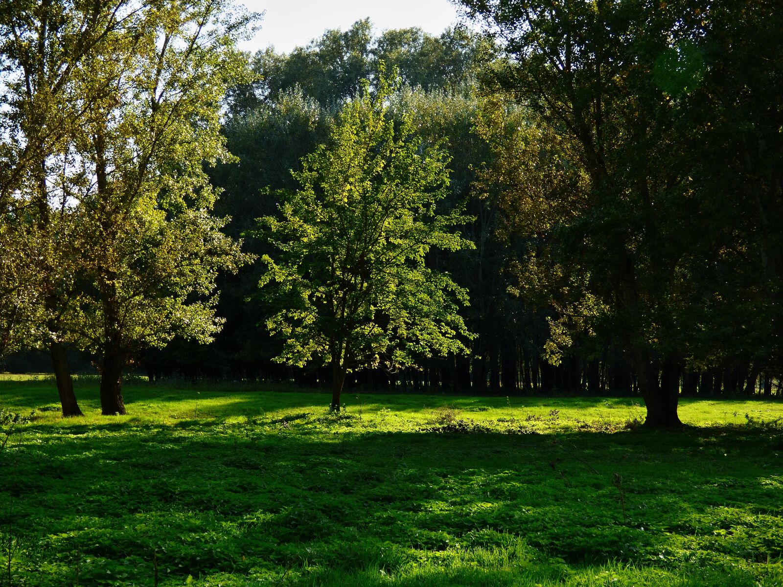 Panasonic DMC-FZ72 sample photo. Trees, grass, meadow photography