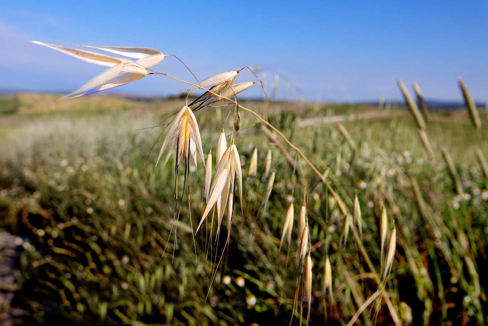 Sony Cyber-shot DSC-RX10 III sample photo. Nature, field, grass photography