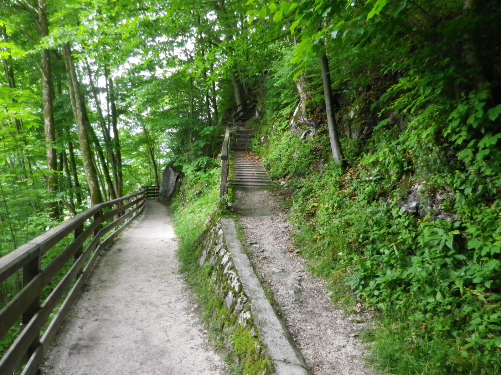 Pentax Optio RZ18 sample photo. Nature, up or down photography