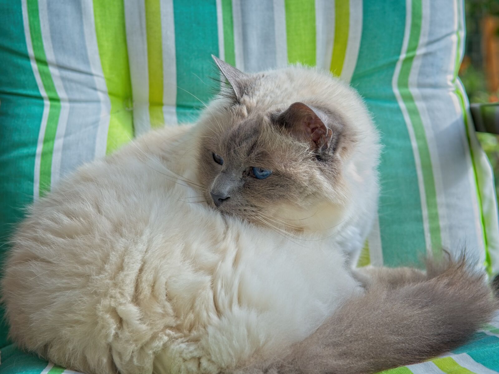 Nikon D7100 sample photo. Cat, portrait, face photography