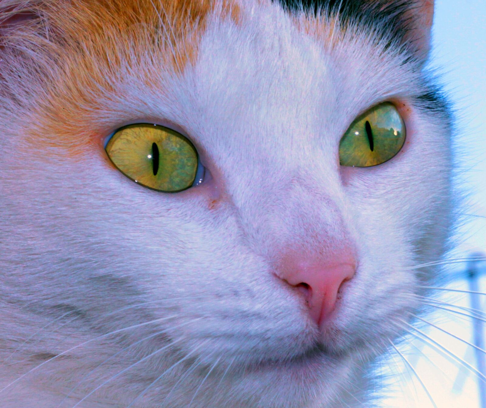 Canon EOS 550D (EOS Rebel T2i / EOS Kiss X4) sample photo. Eye, gata, ceu photography