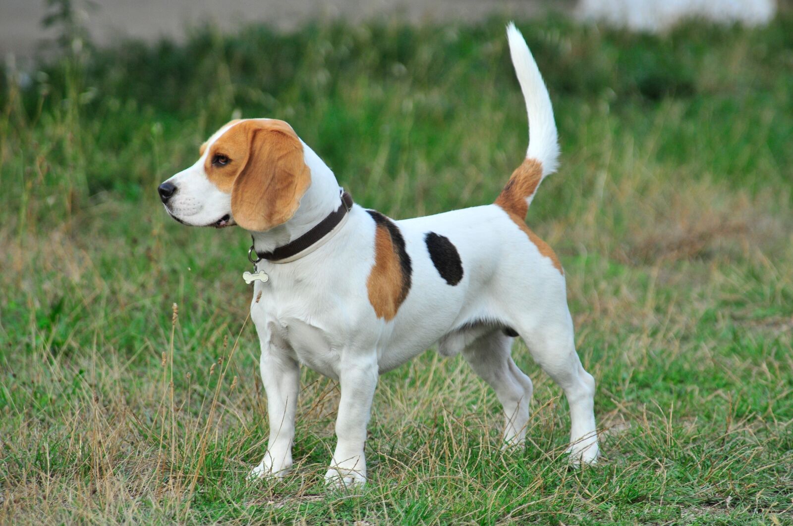 Nikon D300 sample photo. Pet, dog, animals photography