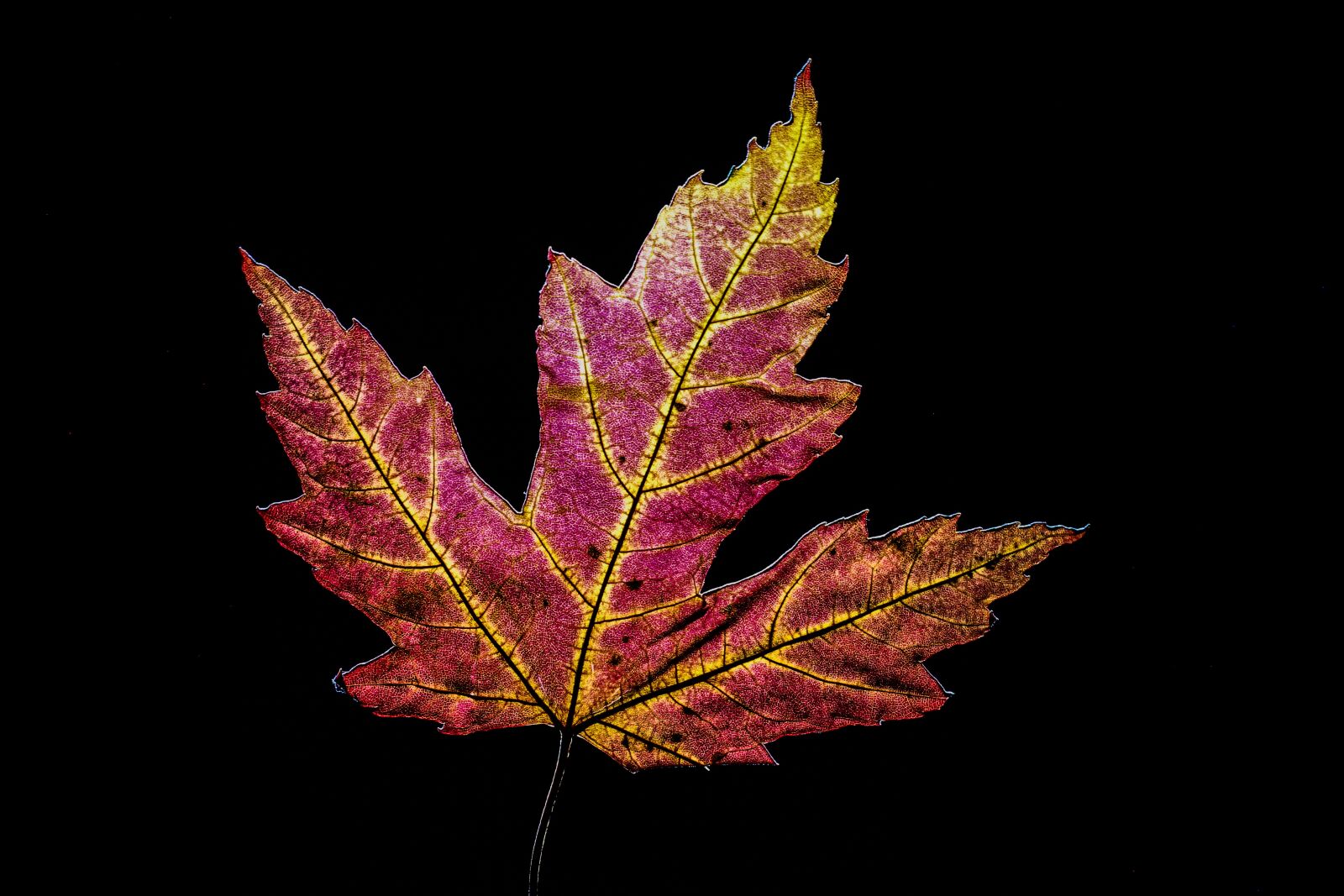 Canon EOS 600D (Rebel EOS T3i / EOS Kiss X5) sample photo. Leaf, red, maple photography