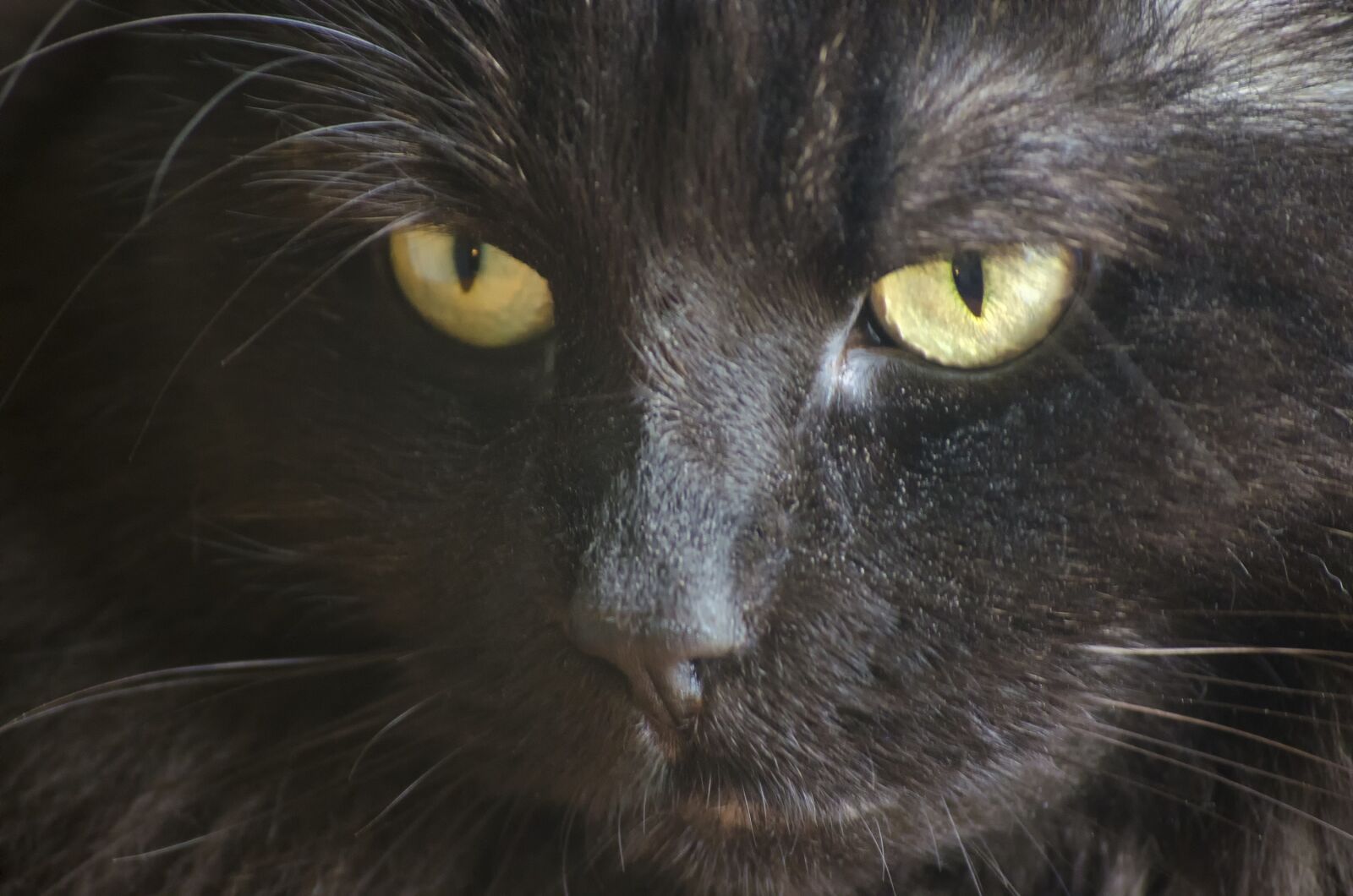 Nikon D5100 sample photo. Cat, feline, portrait photography