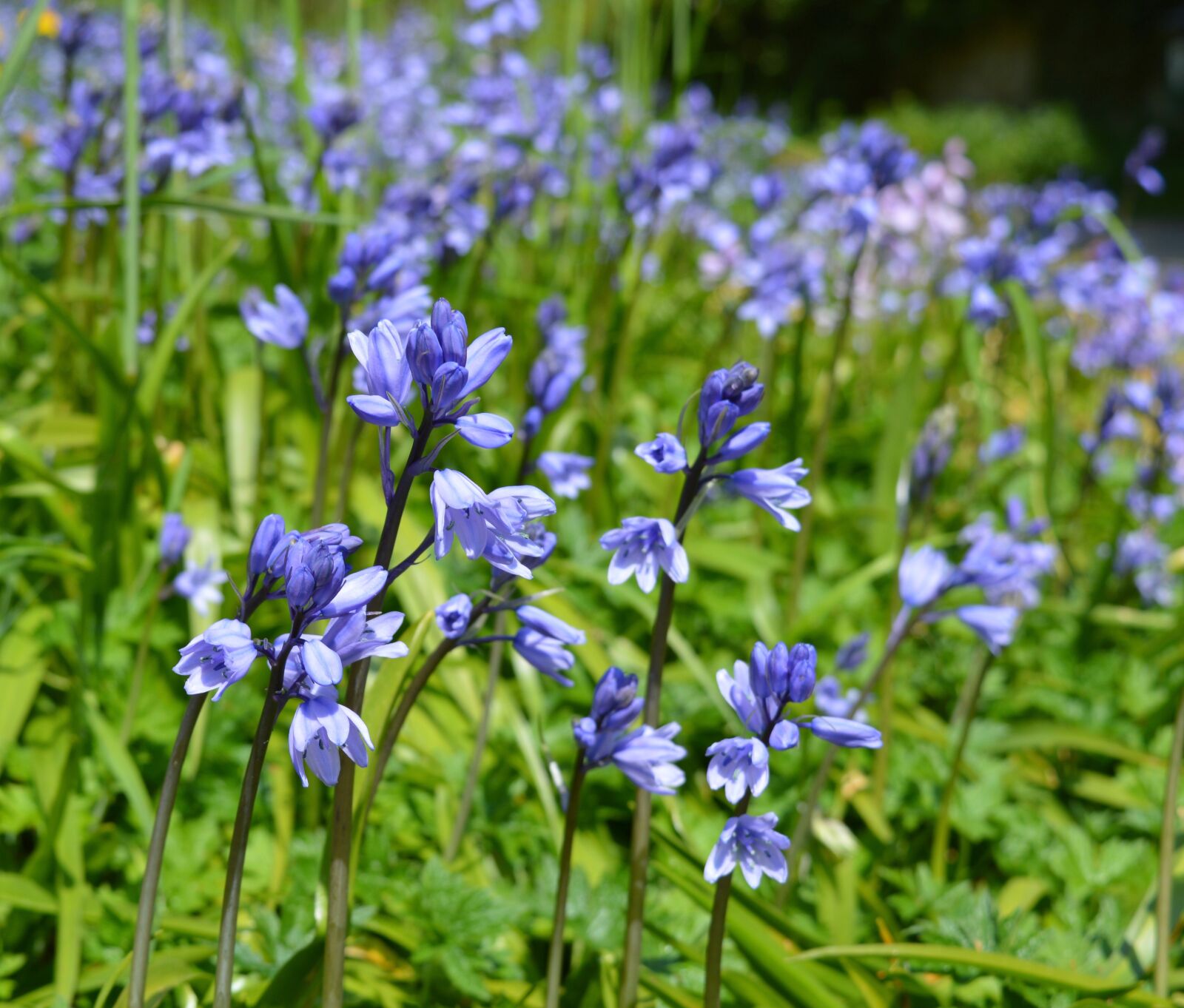 Nikon D3200 sample photo. Bluebell, flowers, spring photography