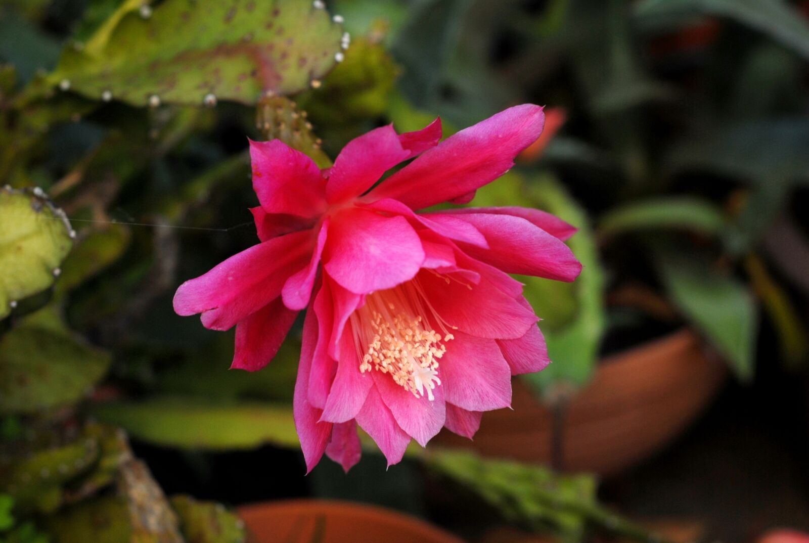 Nikon D200 sample photo. Cactus, flower, developed photography